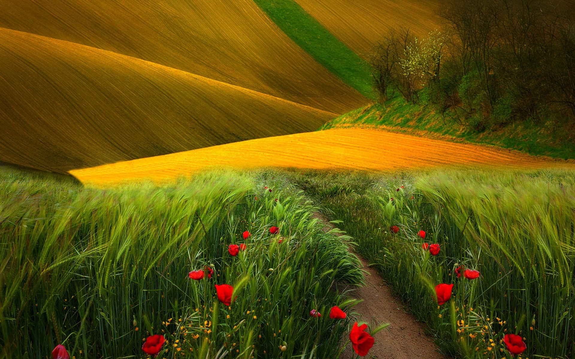 Rolling hills with fields of yellow and green, poppies in the foreground HD Wallpaper