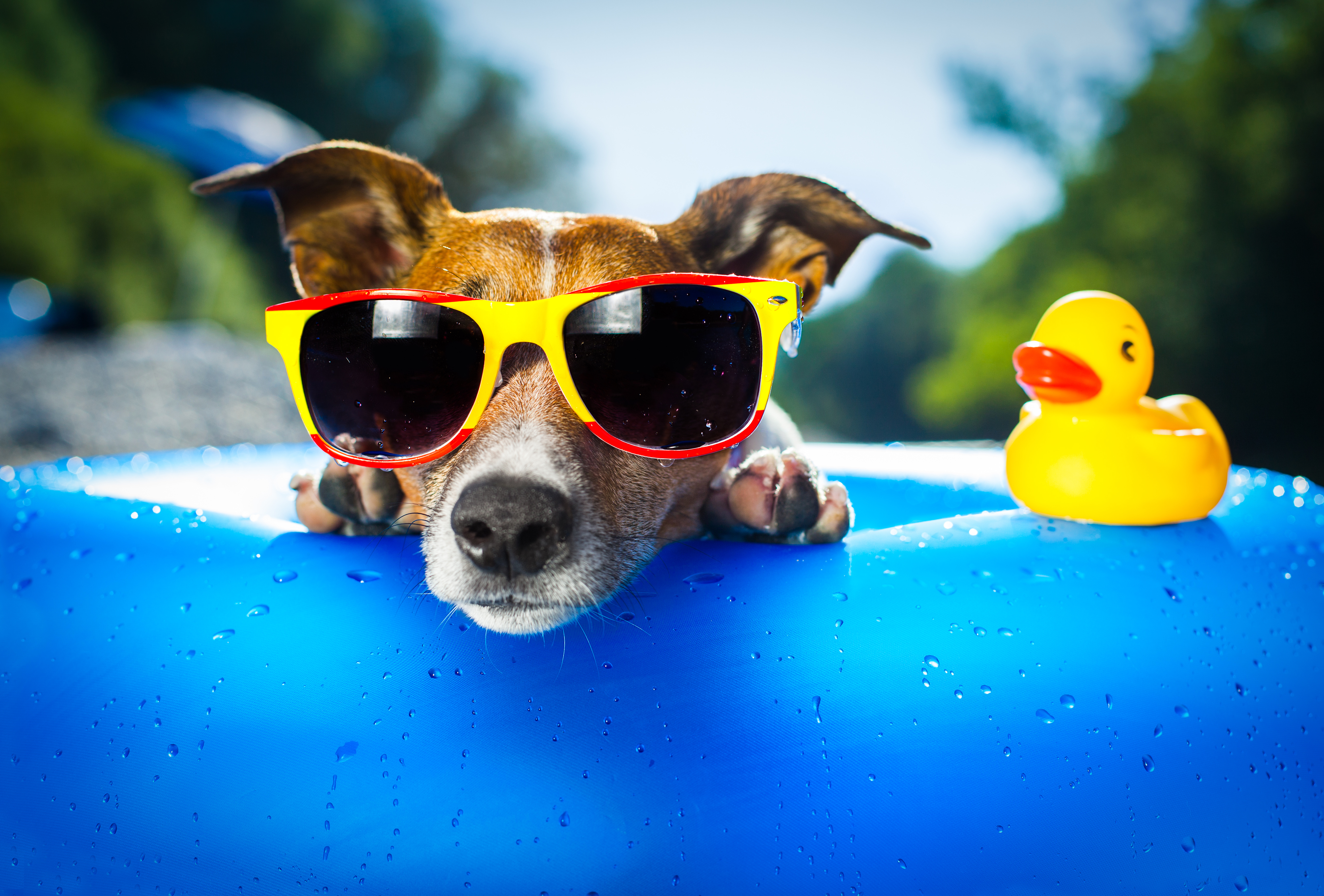 Jack Russell Terrier wearing sunglasses with a rubber duck HD Wallpaper