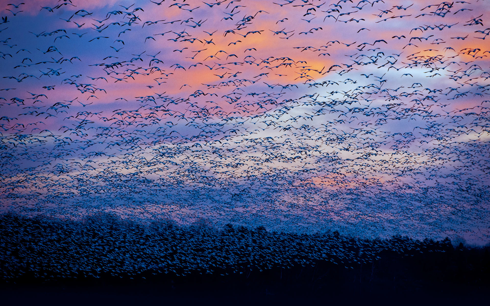 Flock of Snow Geese at Sunset HD Wallpaper