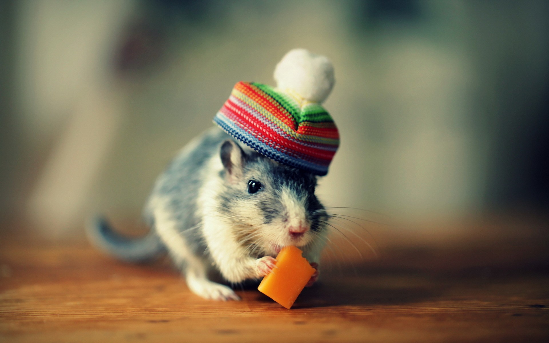 Gerbil wearing a colorful striped hat eating cheese HD Wallpaper