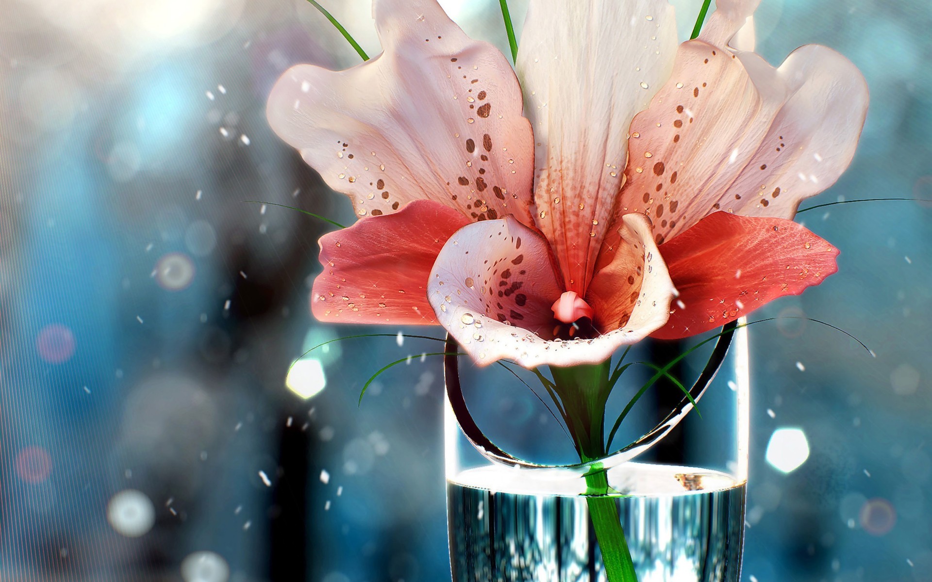 Close-up of a pink and white orchid in a glass vase HD Wallpaper