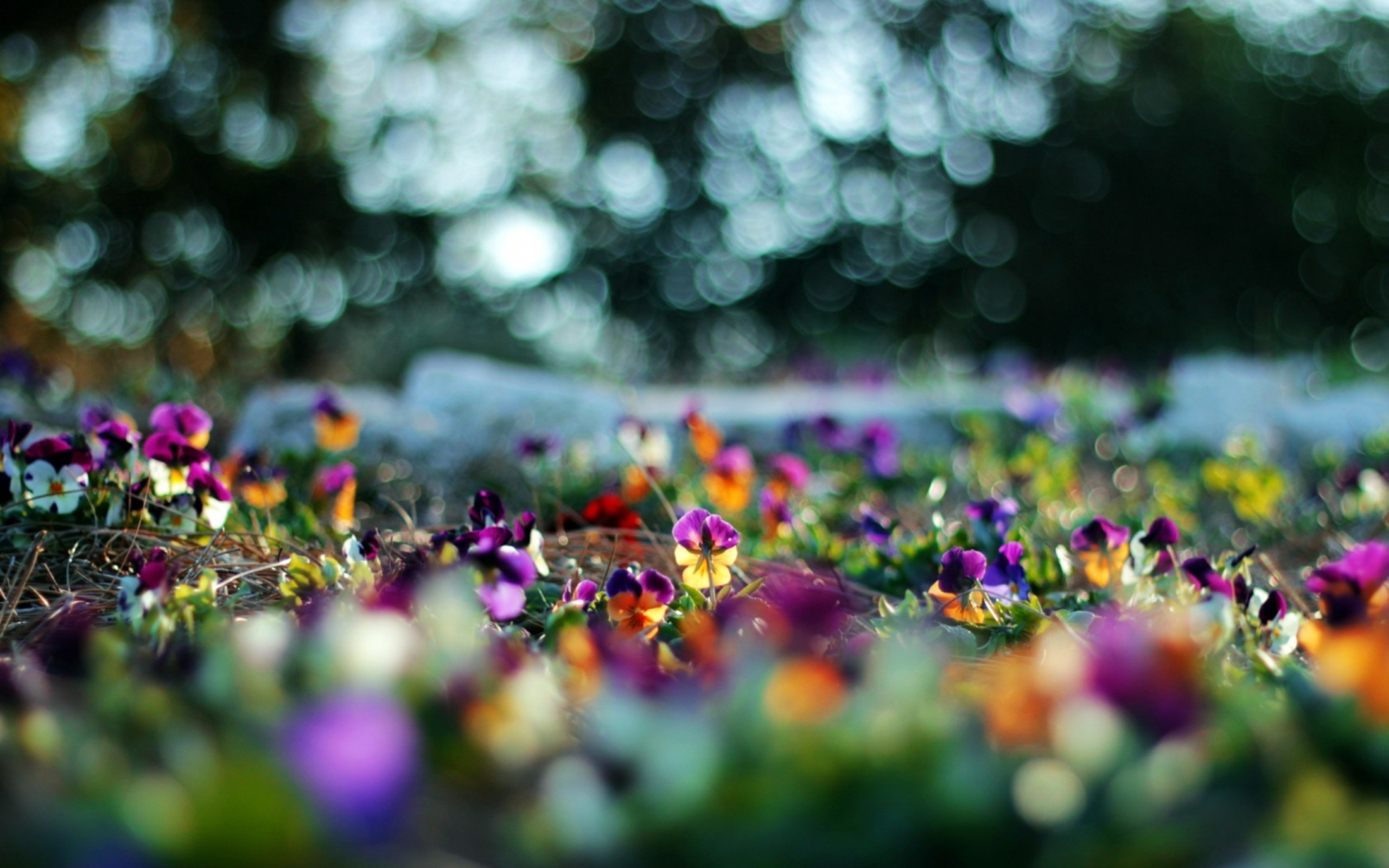 Colorful pansies in a garden with bokeh background HD Wallpaper