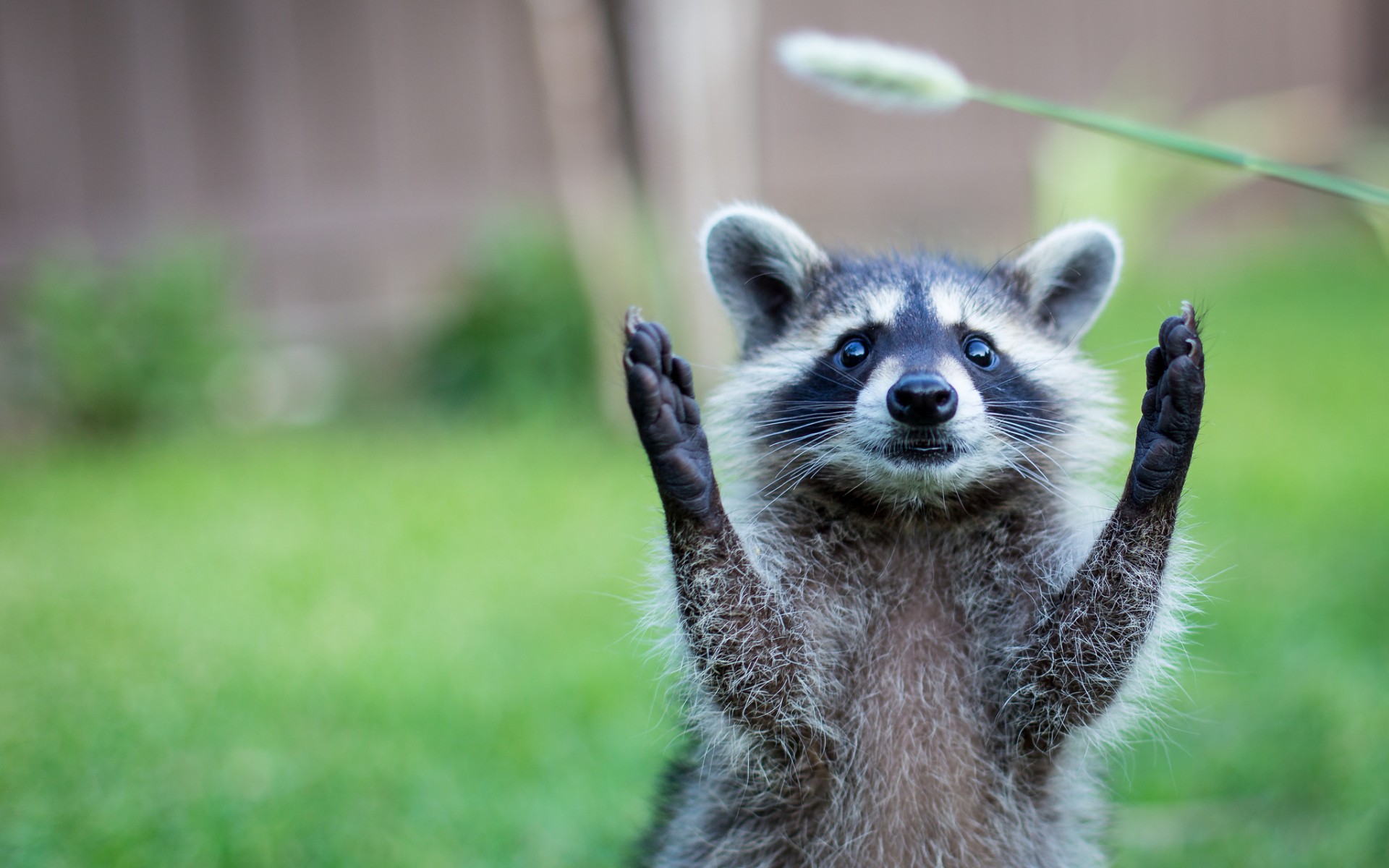 Raccoon with paws raised in a grassy area HD Wallpaper