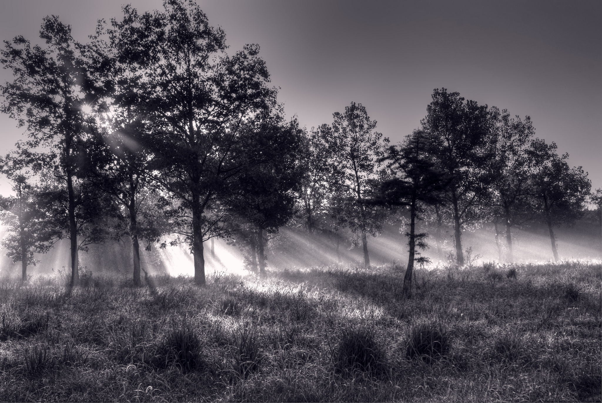 Black and white forest with sunbeams HD Wallpaper