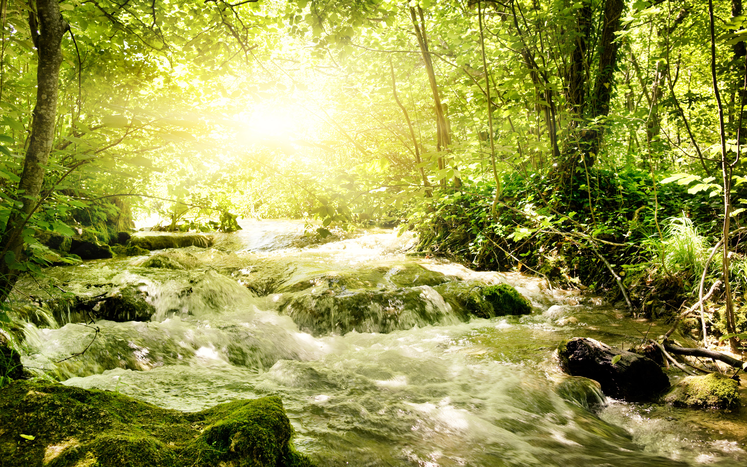 Sunlight streams through trees onto a forest stream HD Wallpaper