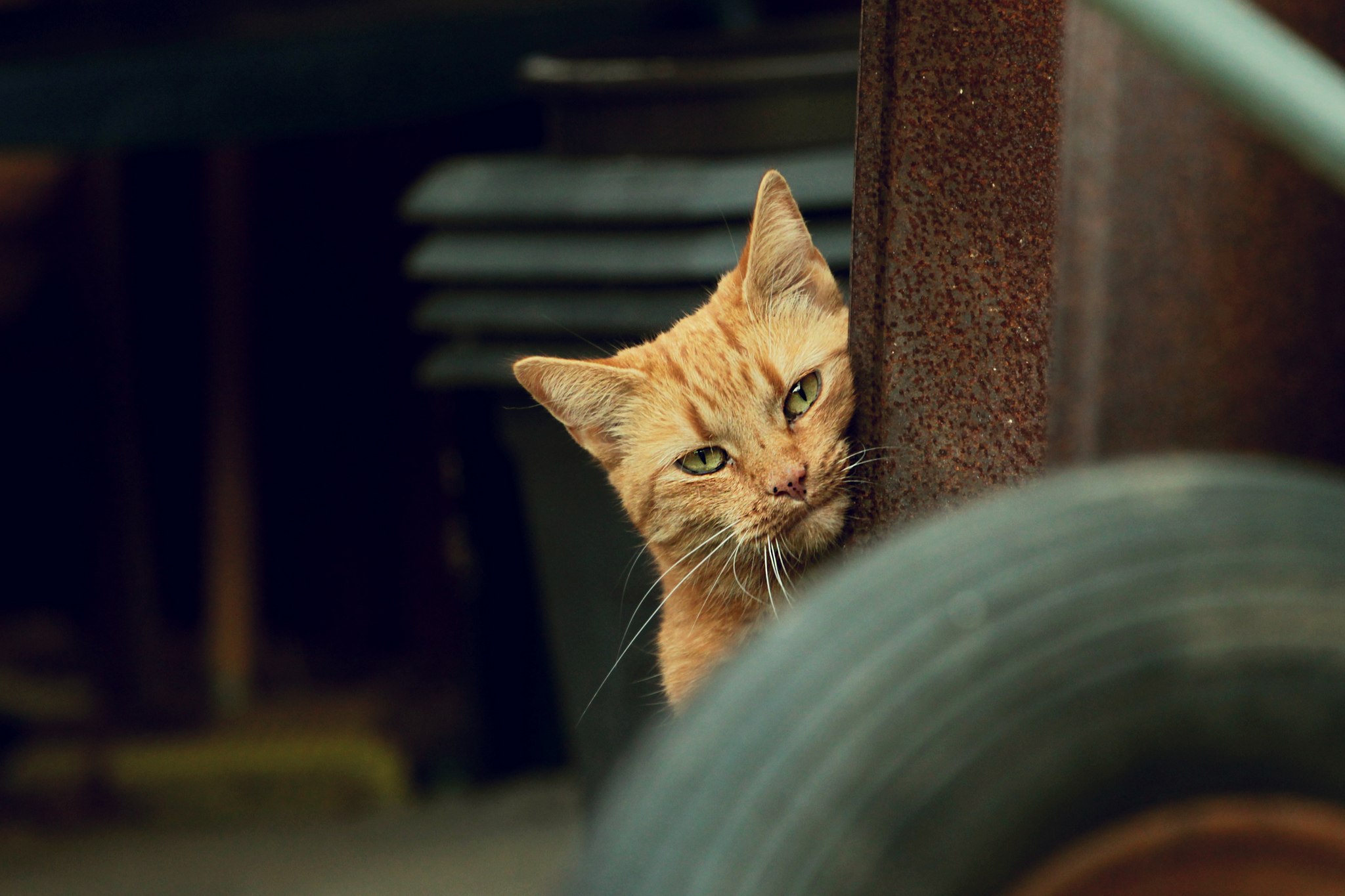 Orange cat peeking from behind rusty metal HD Wallpaper