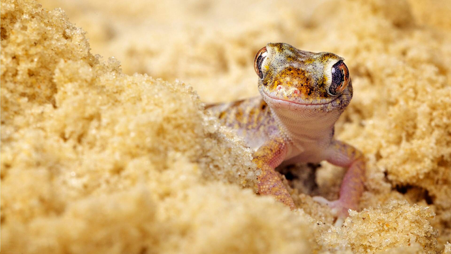 Close-up of a gecko in sand HD Wallpaper