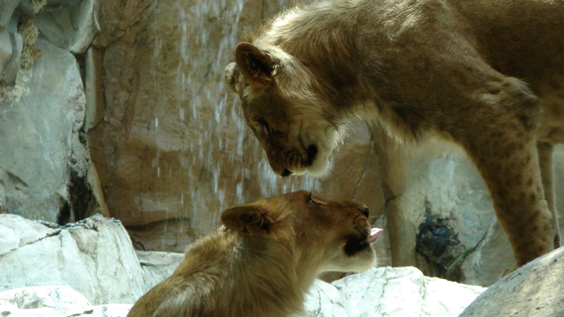 Two lions near a waterfall HD Wallpaper