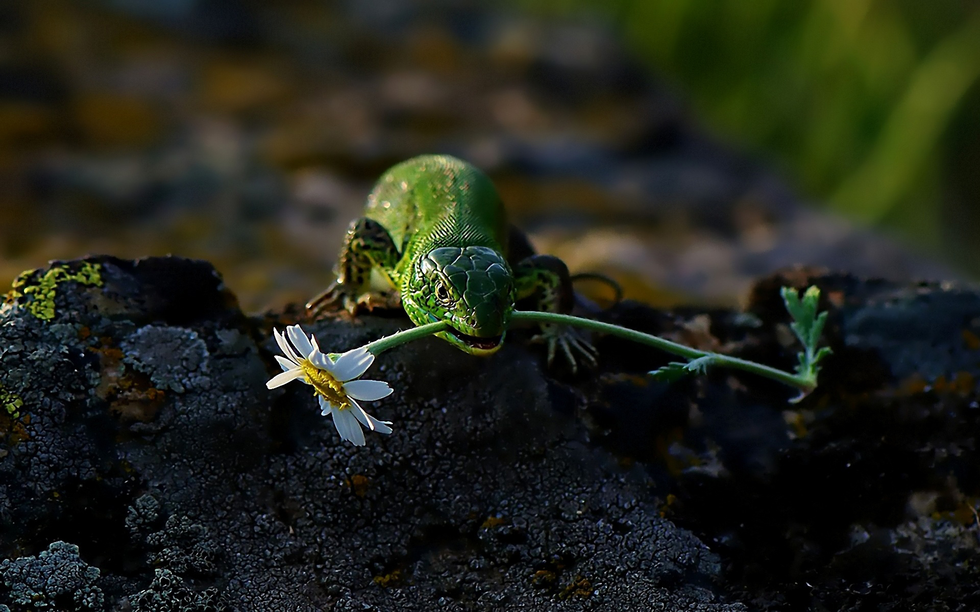 Green lizard holding a daisy in its mouth on a rock HD Wallpaper