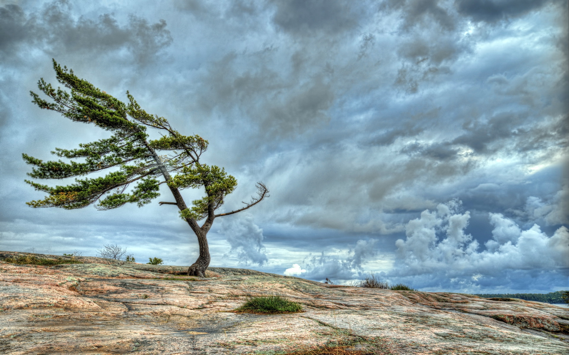Tree on rocky outcrop under stormy sky HD Wallpaper
