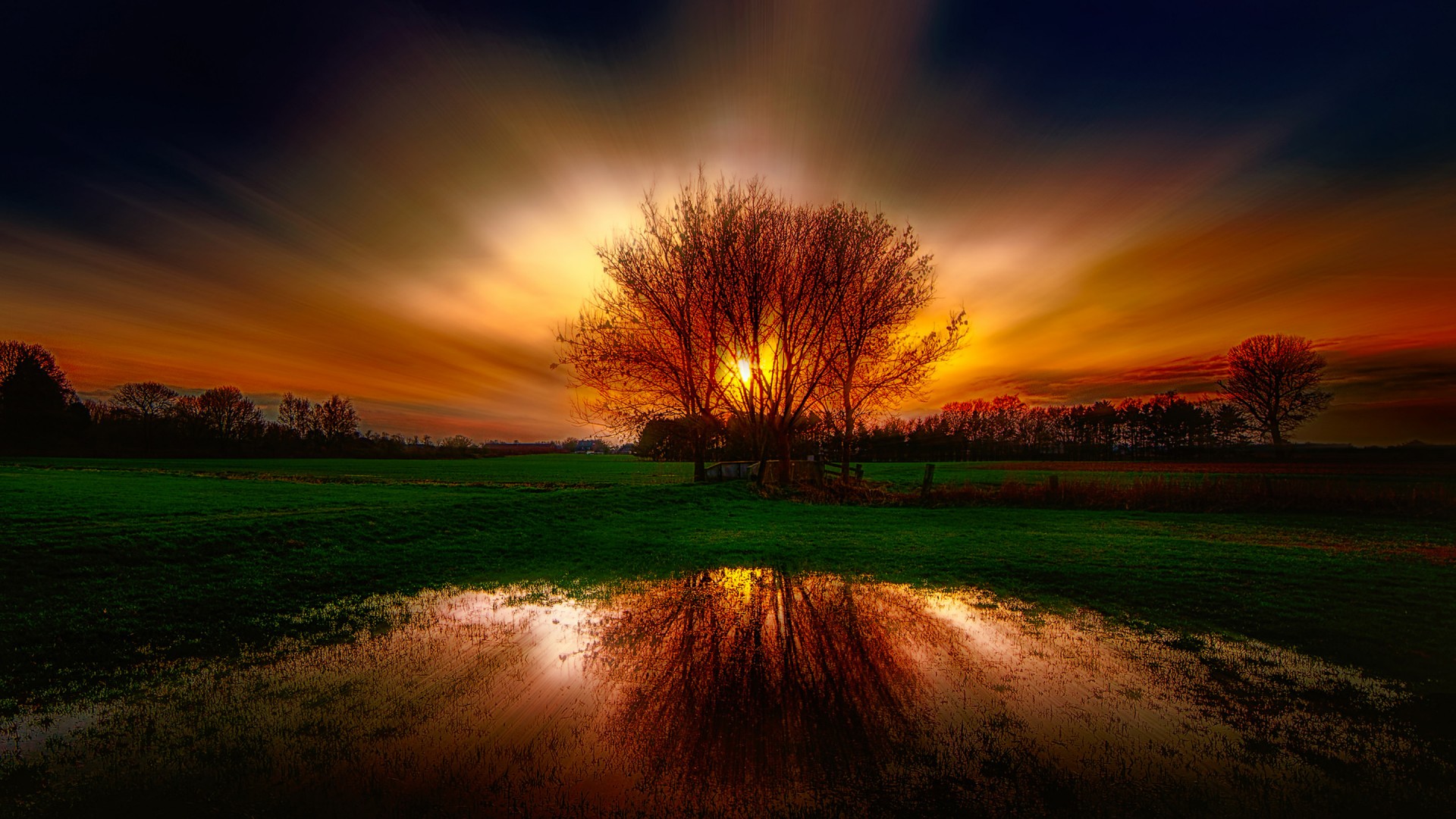 Tree reflection in pond at sunset HD Wallpaper