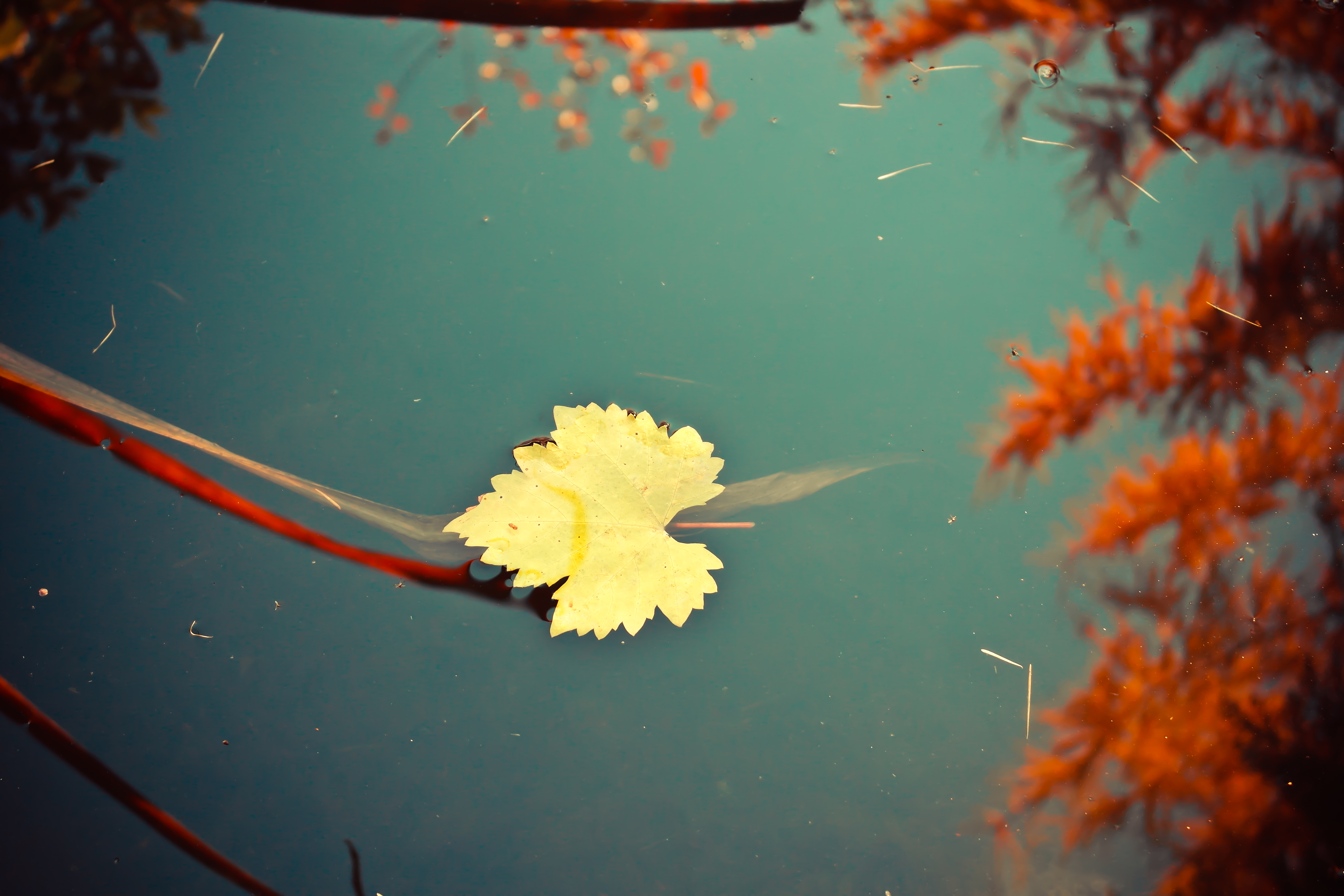 Yellow leaf floating on dark water with reflections HD Wallpaper