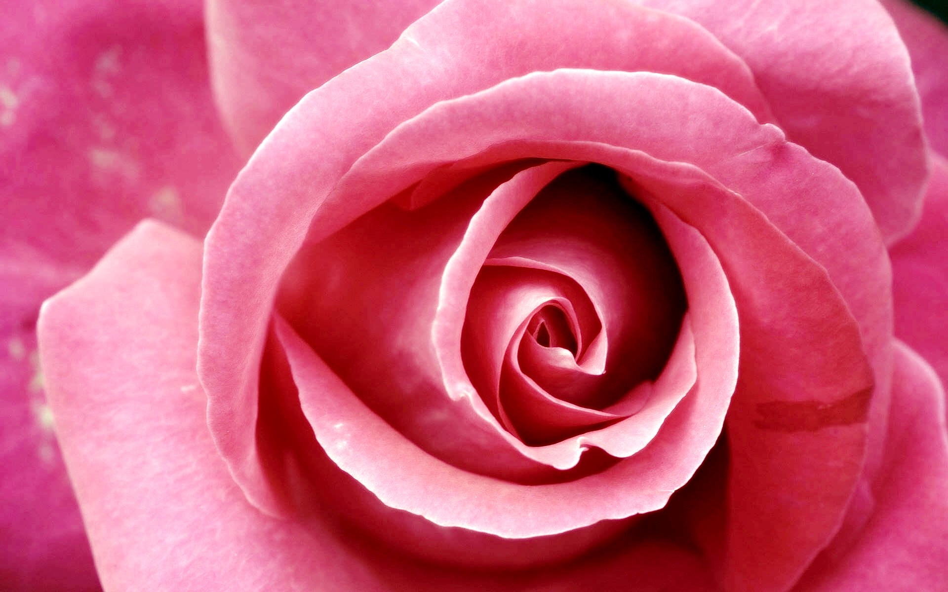 Close-up of a pink rose HD Wallpaper