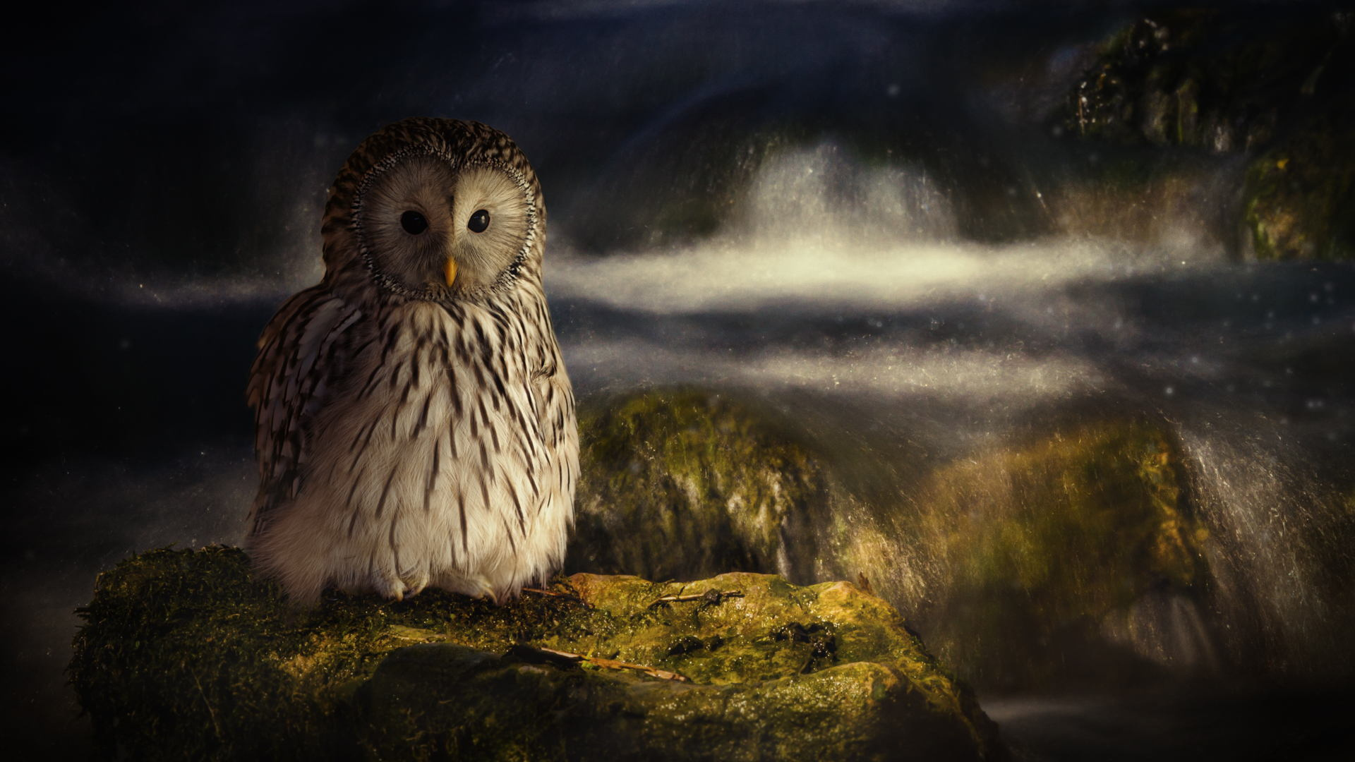 Owl perched on a mossy rock by a waterfall HD Wallpaper