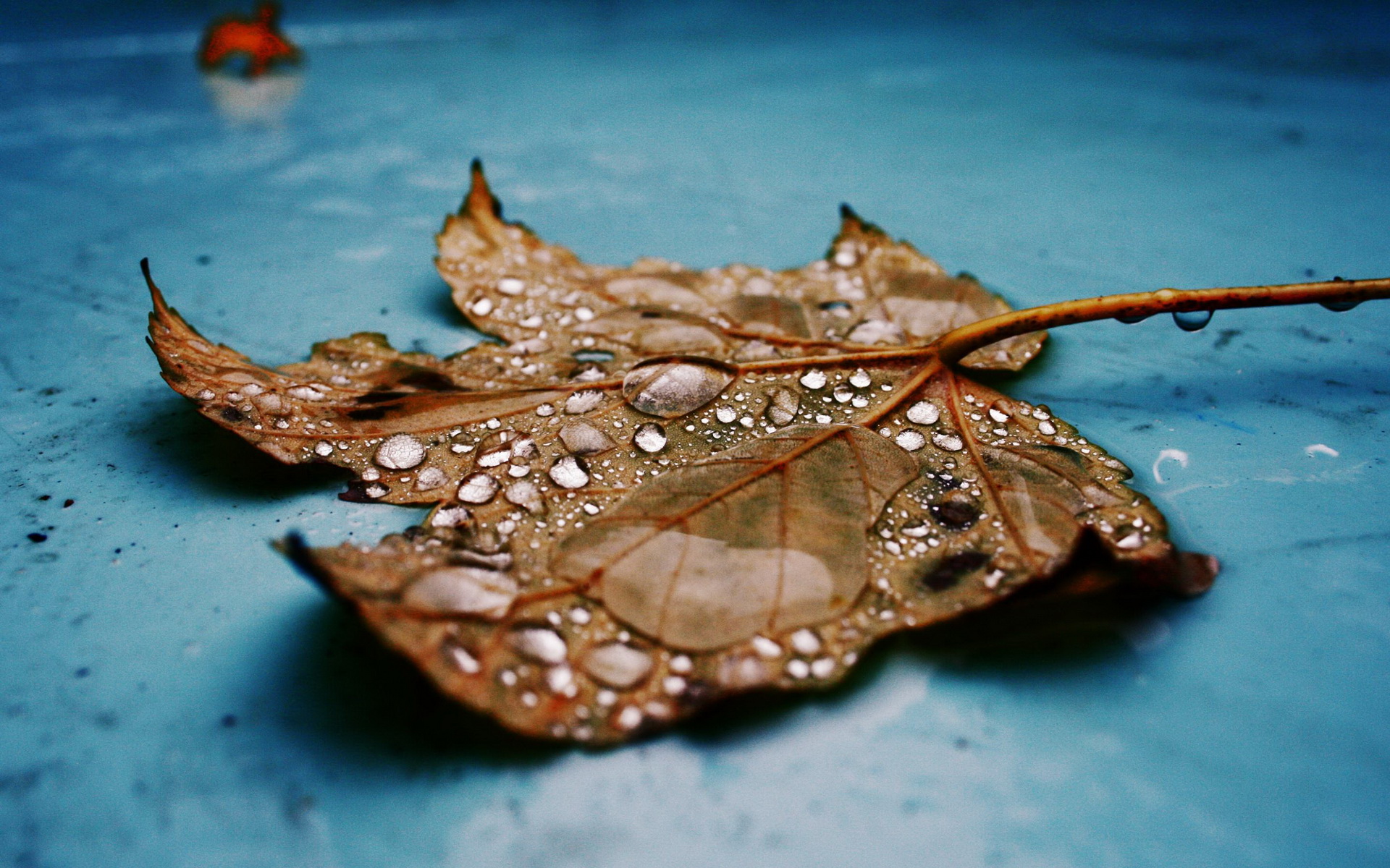 Wet maple leaf with water droplets HD Wallpaper