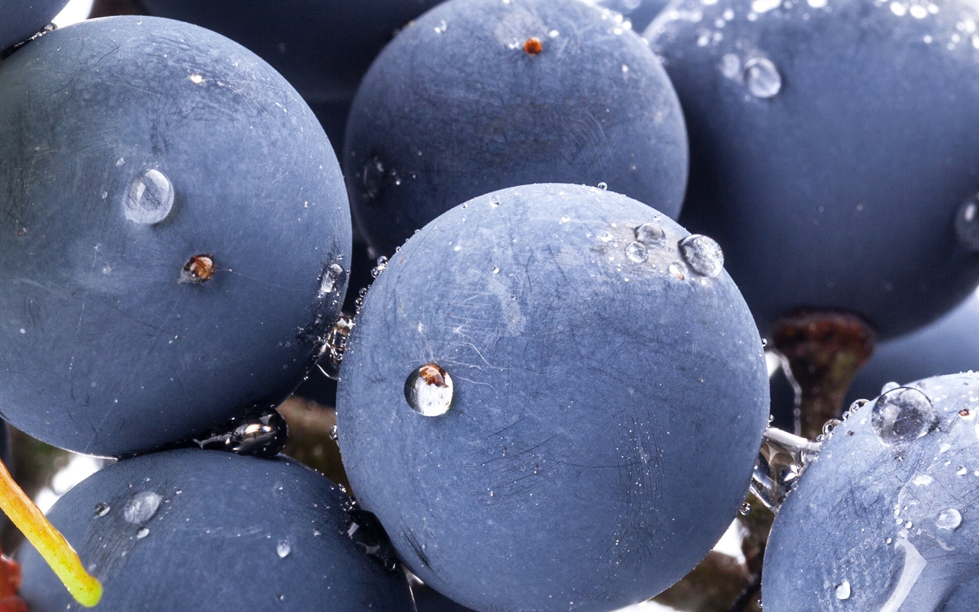 Close-up of Grapes with Water Droplets HD Wallpaper