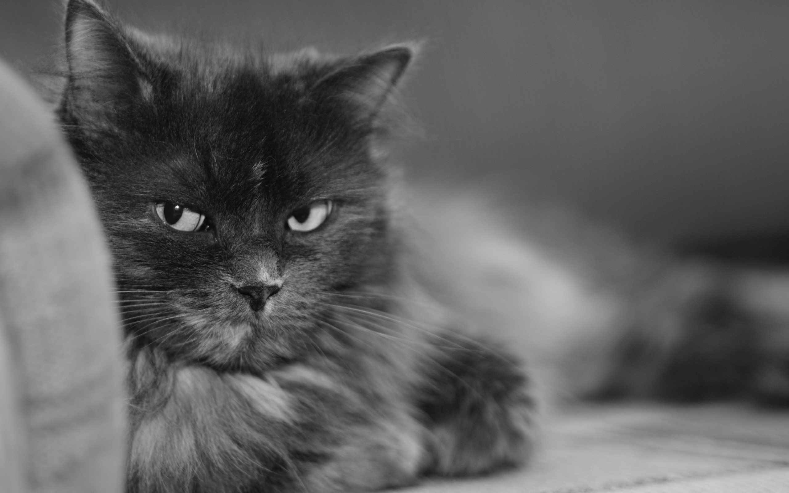 Close-up of a fluffy gray cat HD Wallpaper