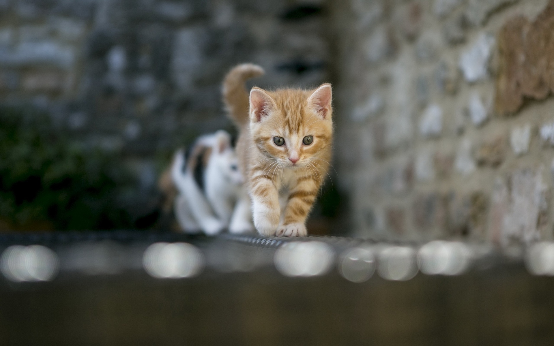 Two kittens walking on a metal surface HD Wallpaper
