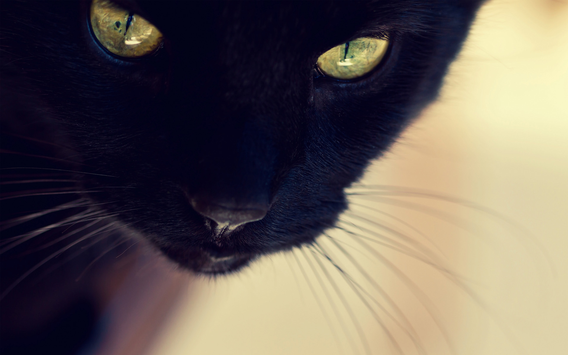 Close-up of a black cat's face HD Wallpaper