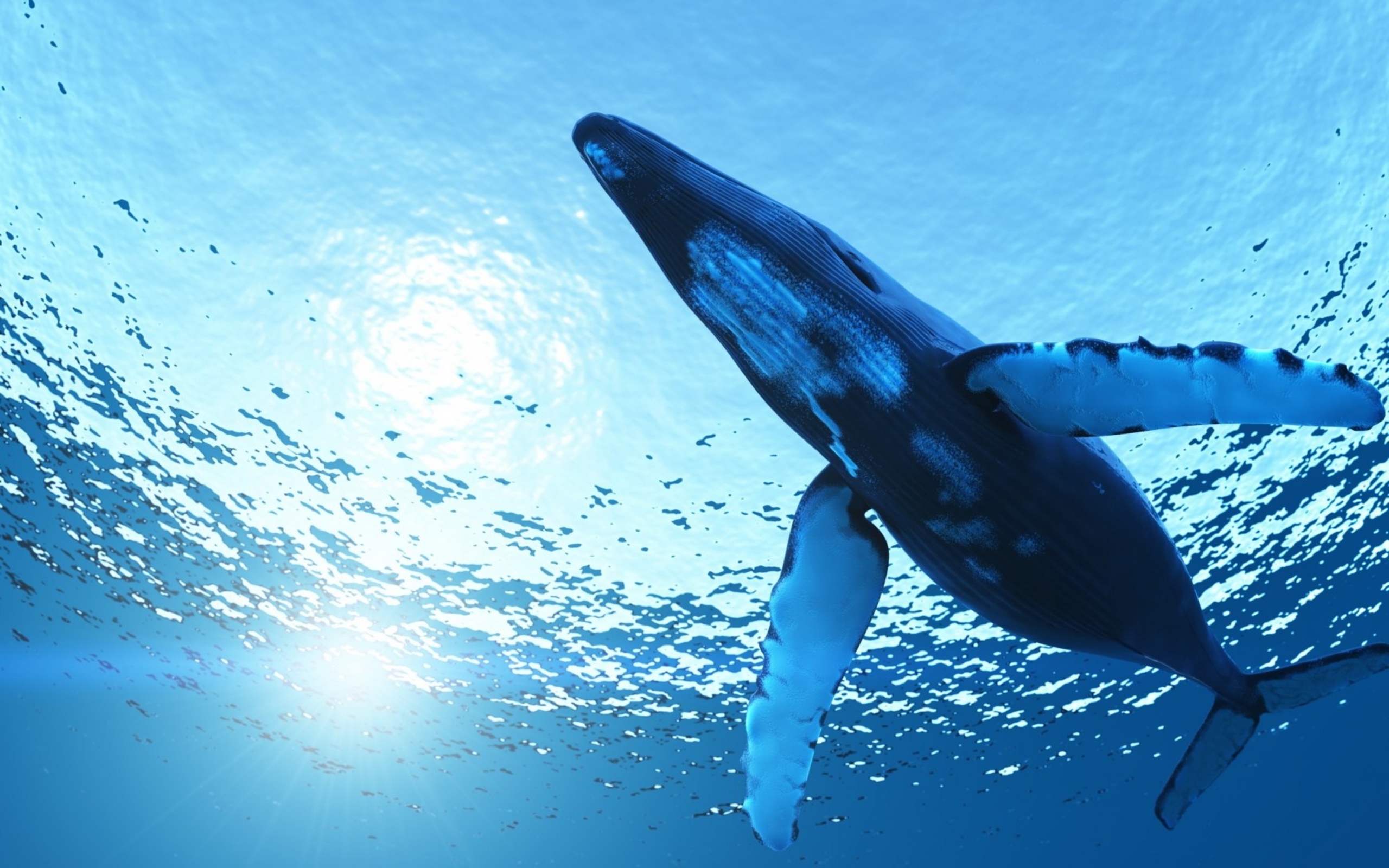 Humpback whale swimming underwater HD Wallpaper