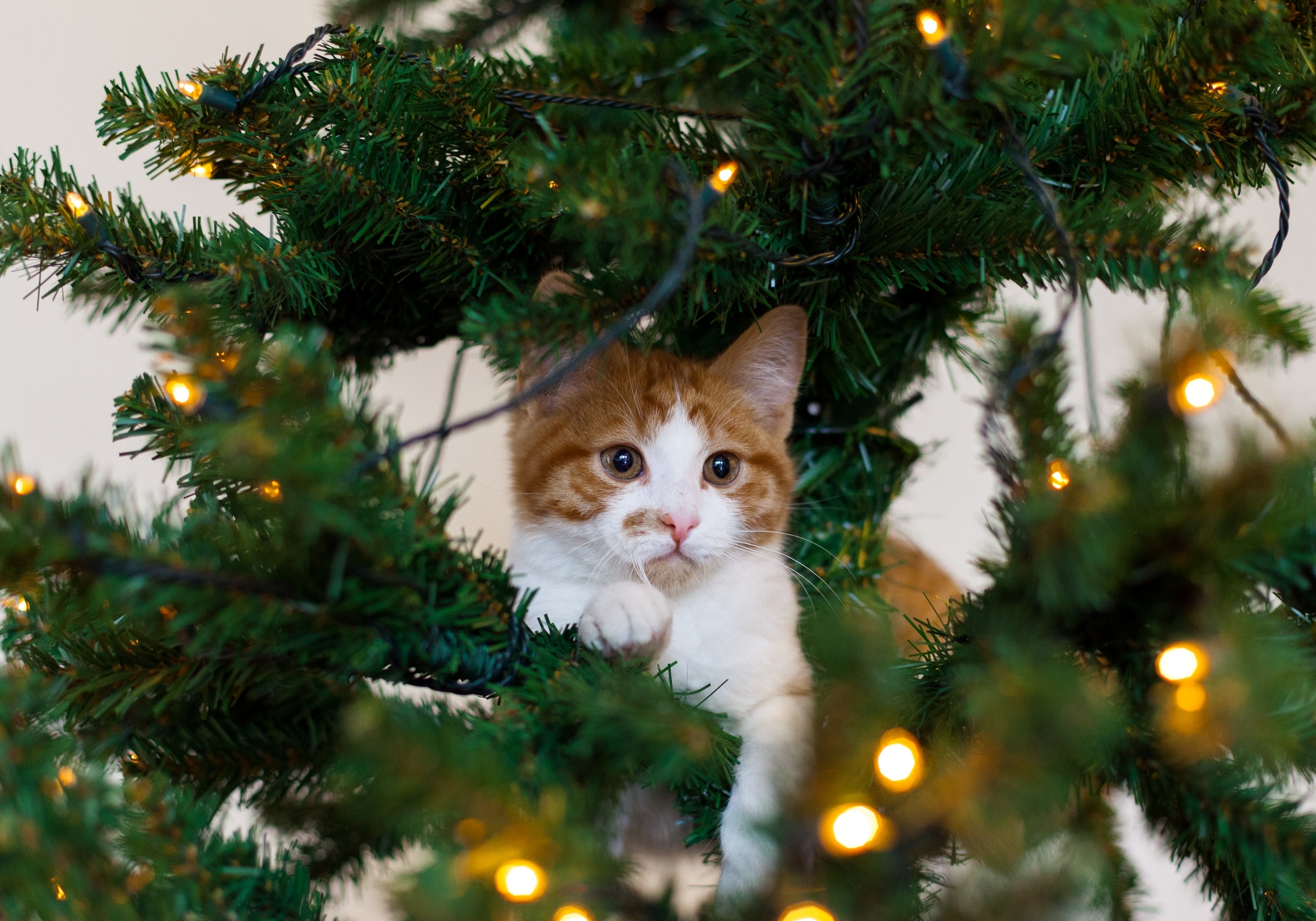 Orange and white kitten in a Christmas tree HD Wallpaper