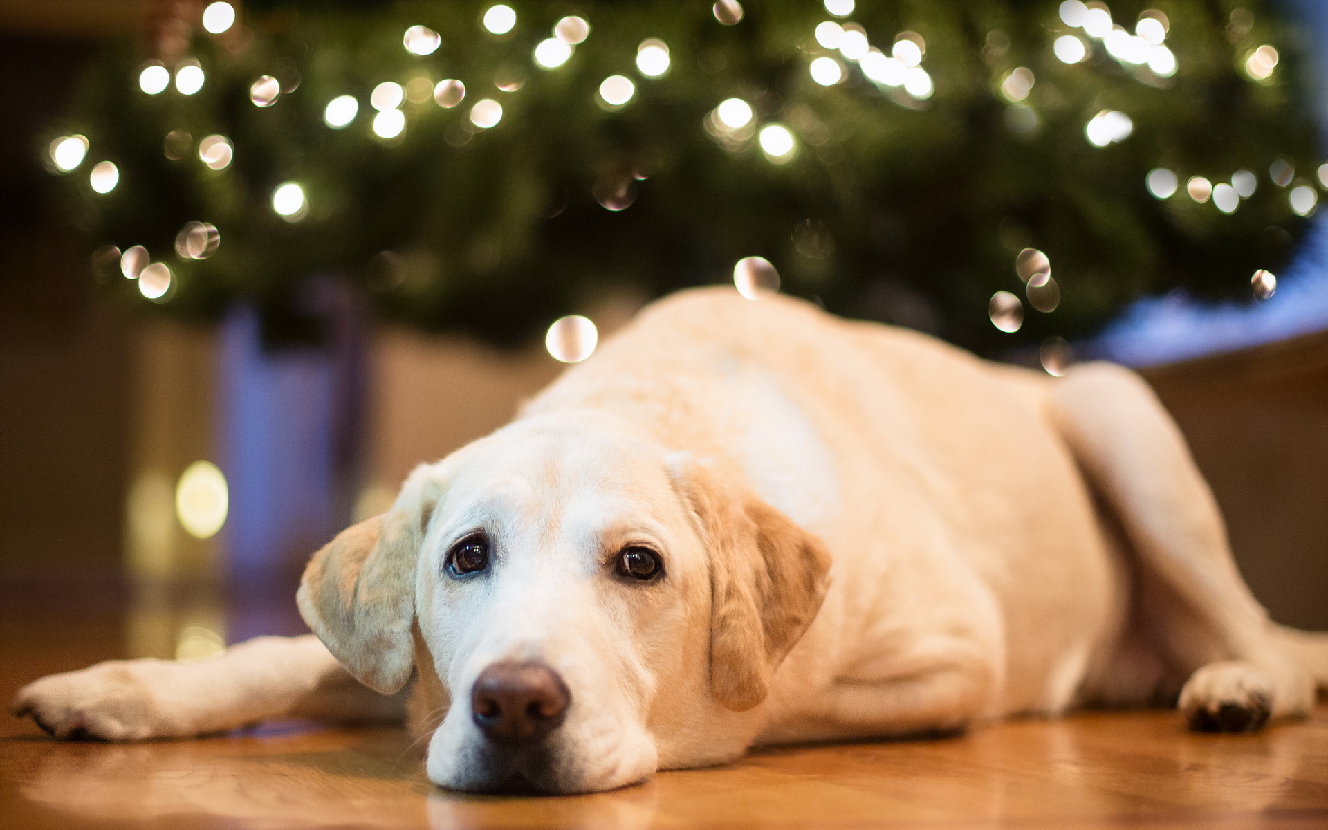 Labrador dog lying down near Christmas tree lights HD Wallpaper