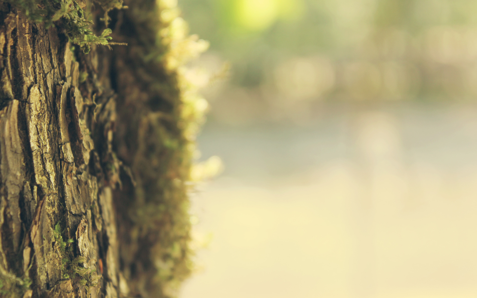 Close up of mossy tree bark HD Wallpaper