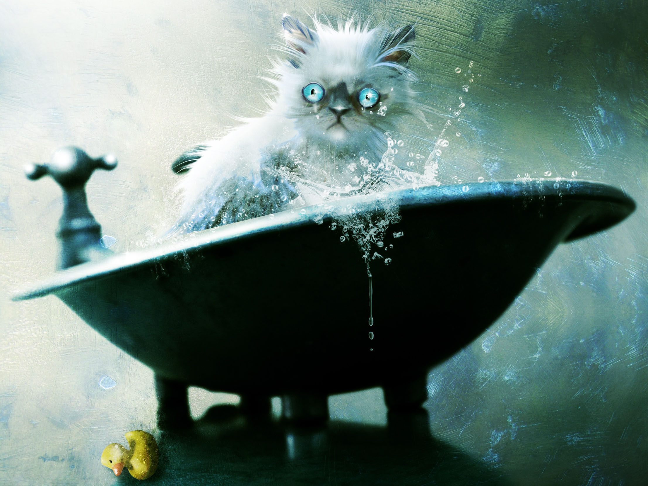 Cat in a bathtub with a rubber duck HD Wallpaper