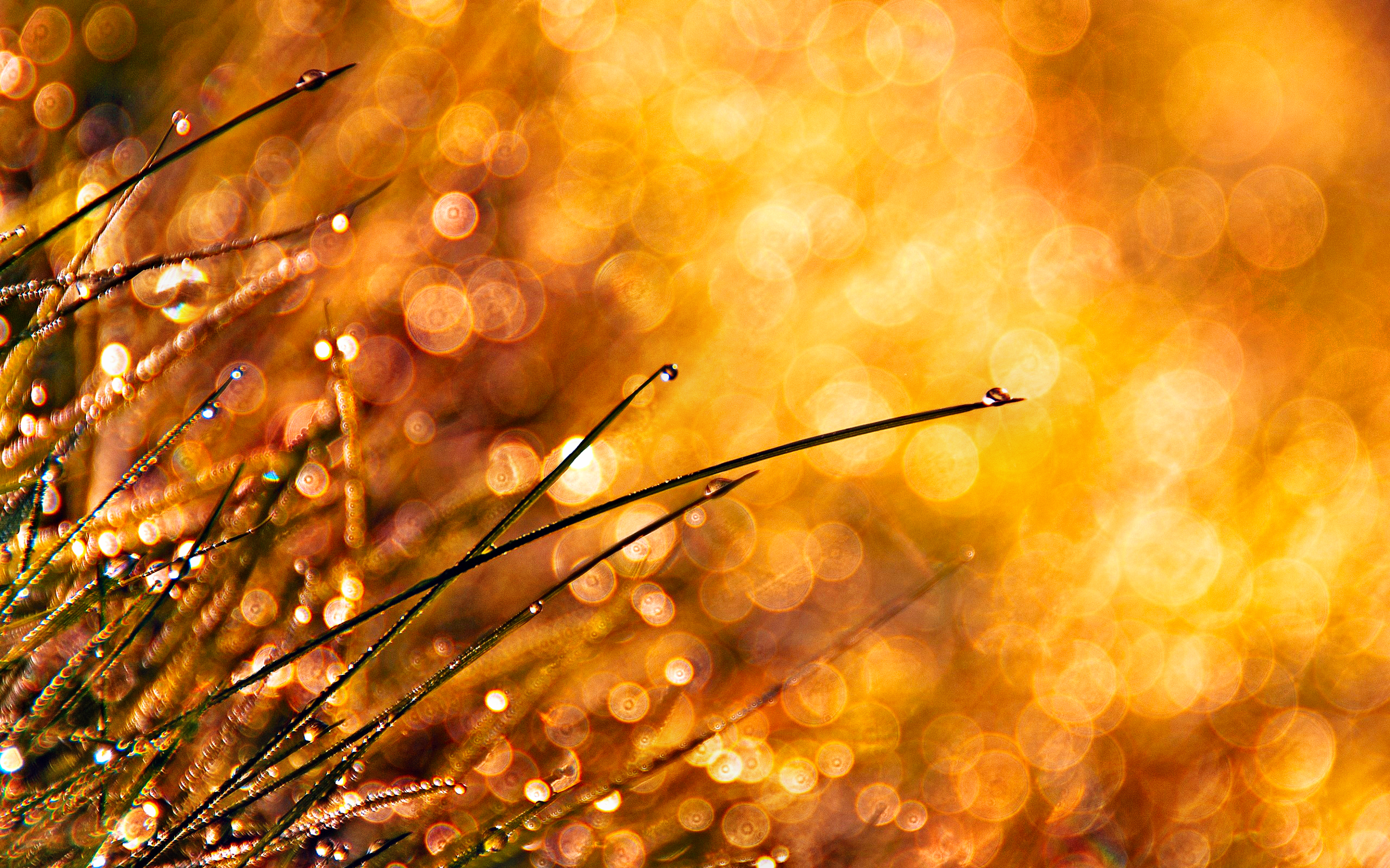 Dew drops on grass with bokeh background HD Wallpaper