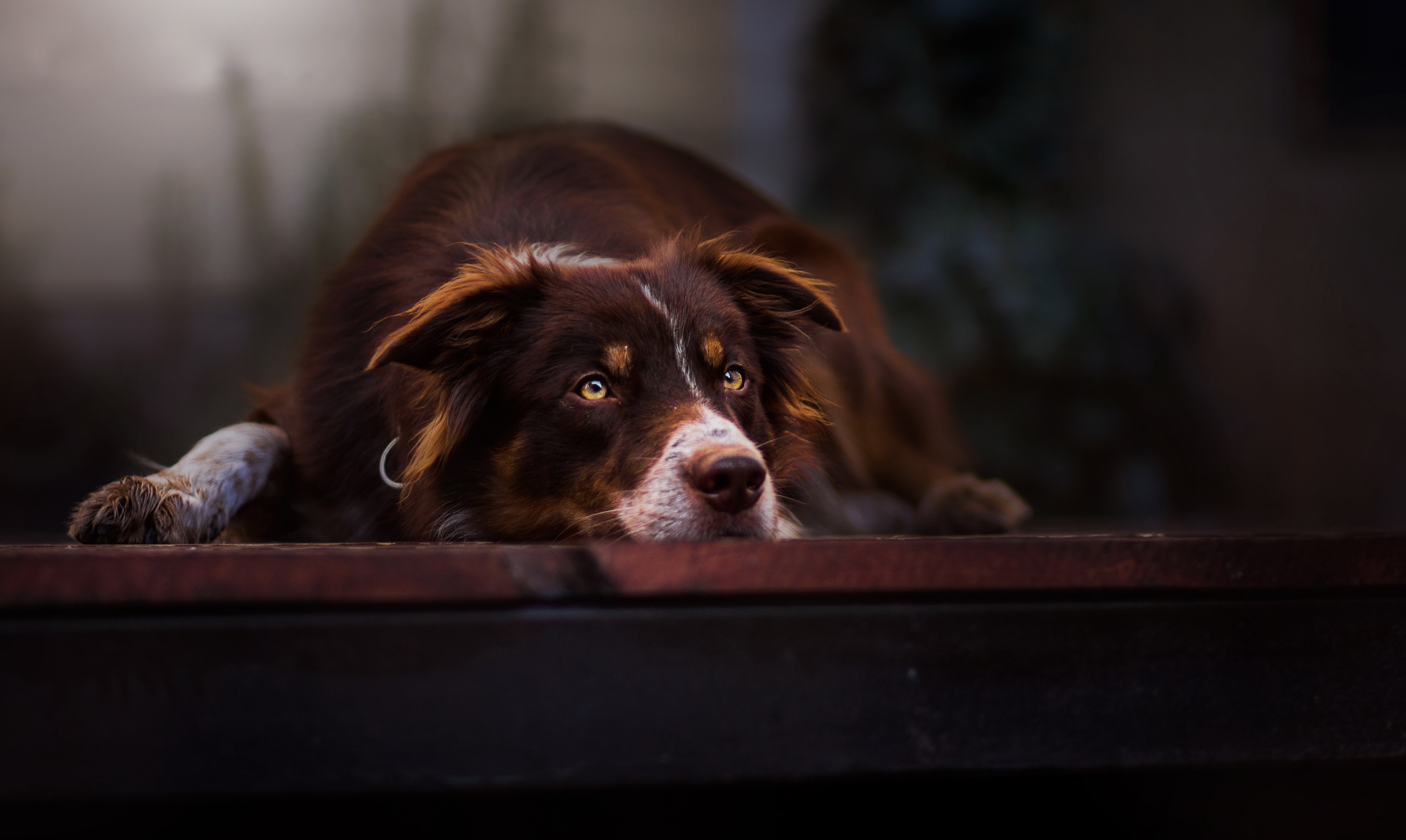 Brown Border Collie dog resting HD Wallpaper