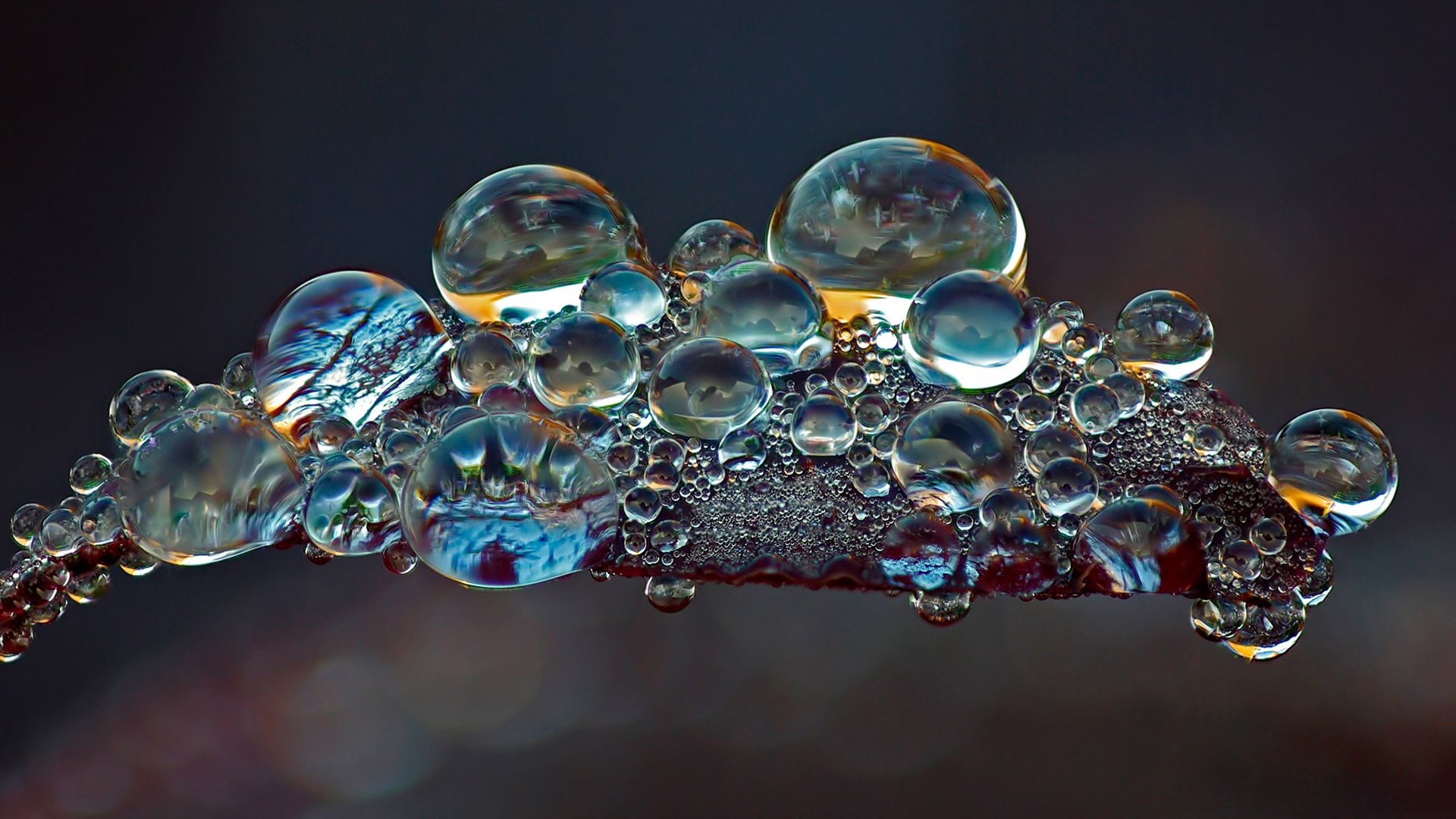 Dewdrops on a leaf HD Wallpaper