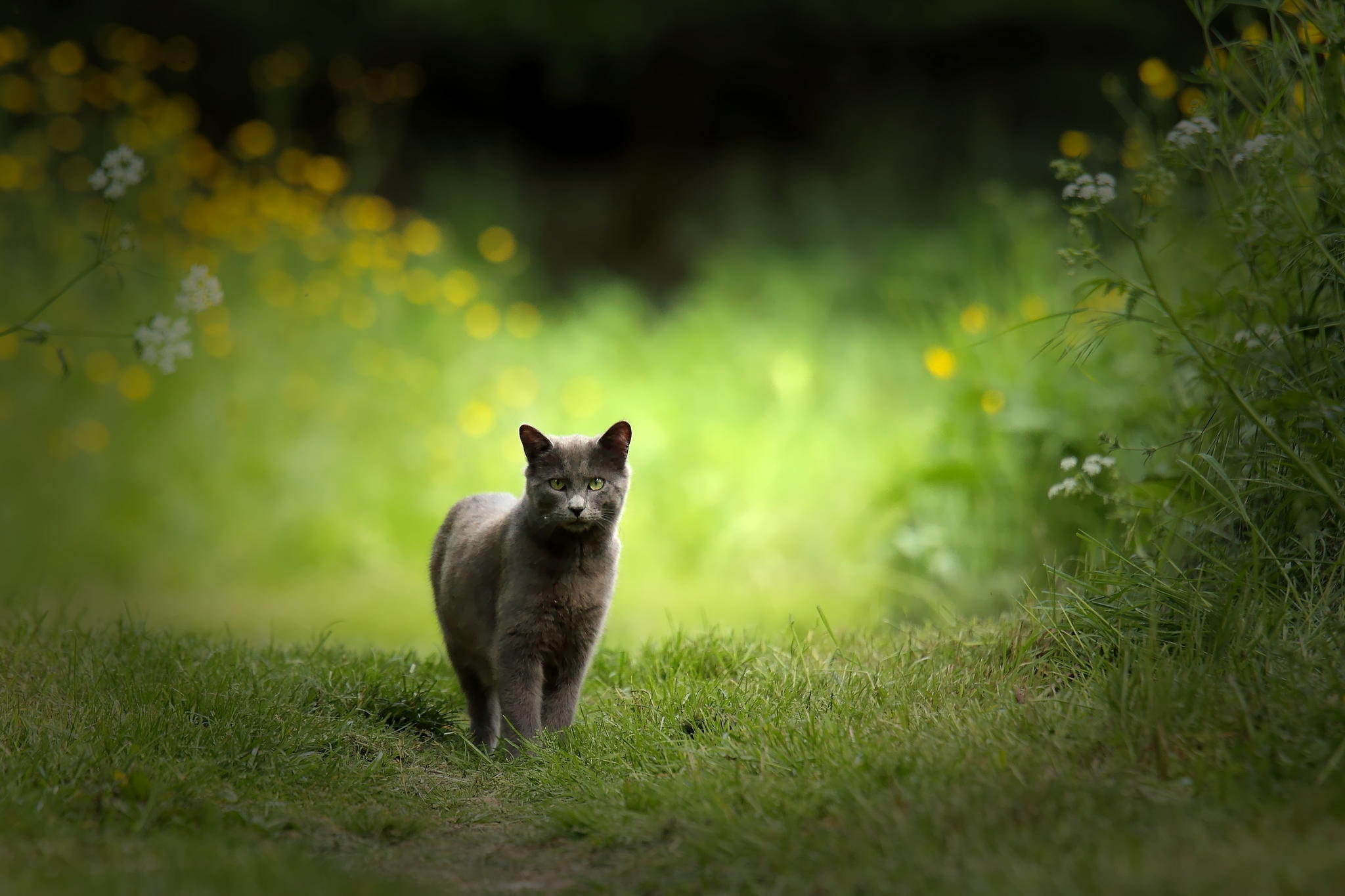 Gray cat standing in a grassy field with flowers HD Wallpaper