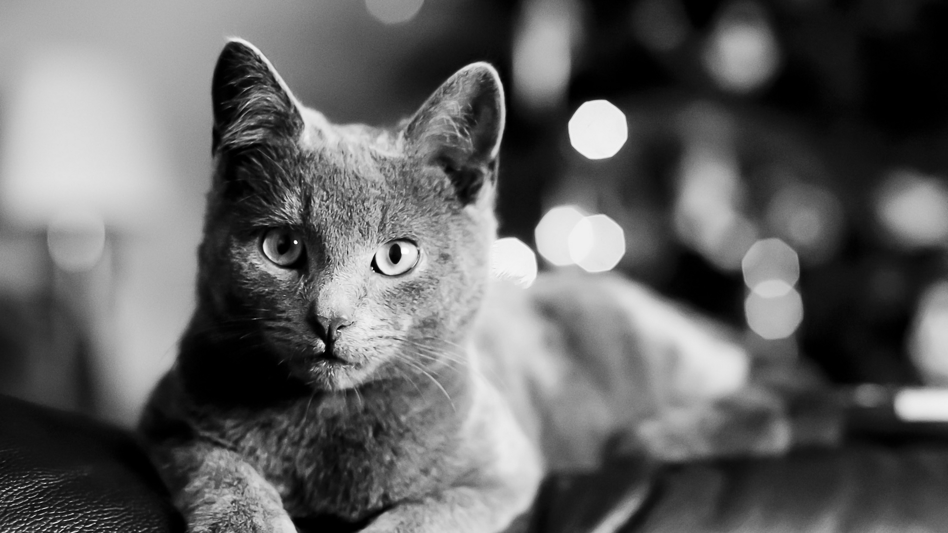 Black and White Portrait of a Cat HD Wallpaper