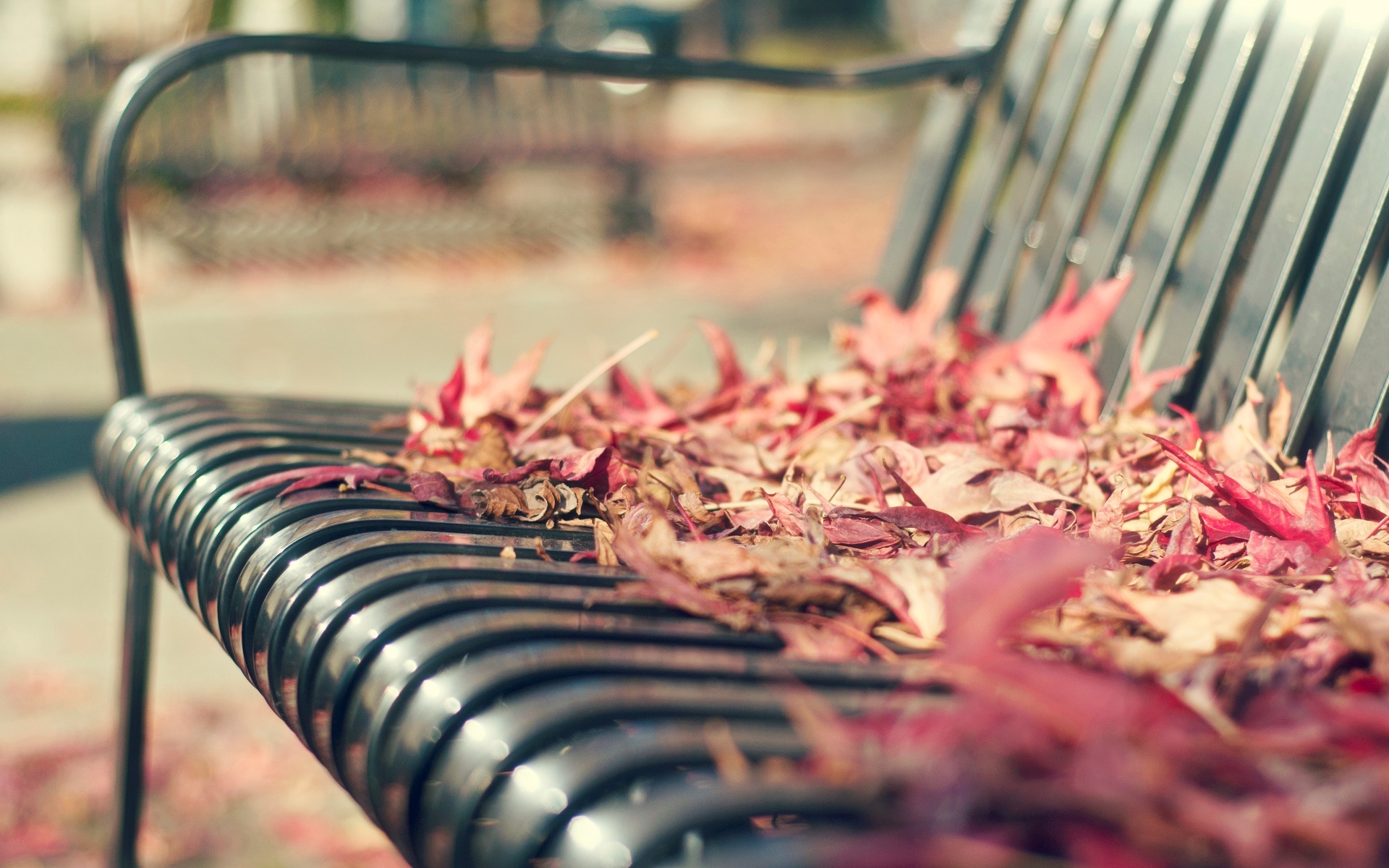 Bench covered in fallen autumn leaves HD Wallpaper