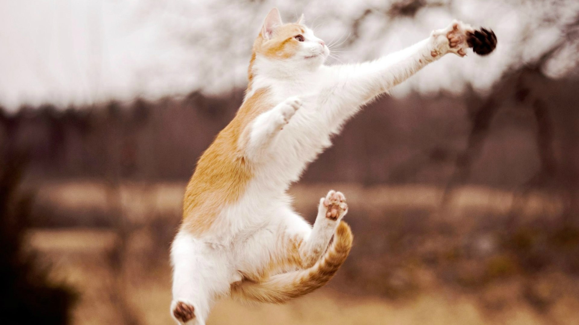 Orange and white cat jumping HD Wallpaper