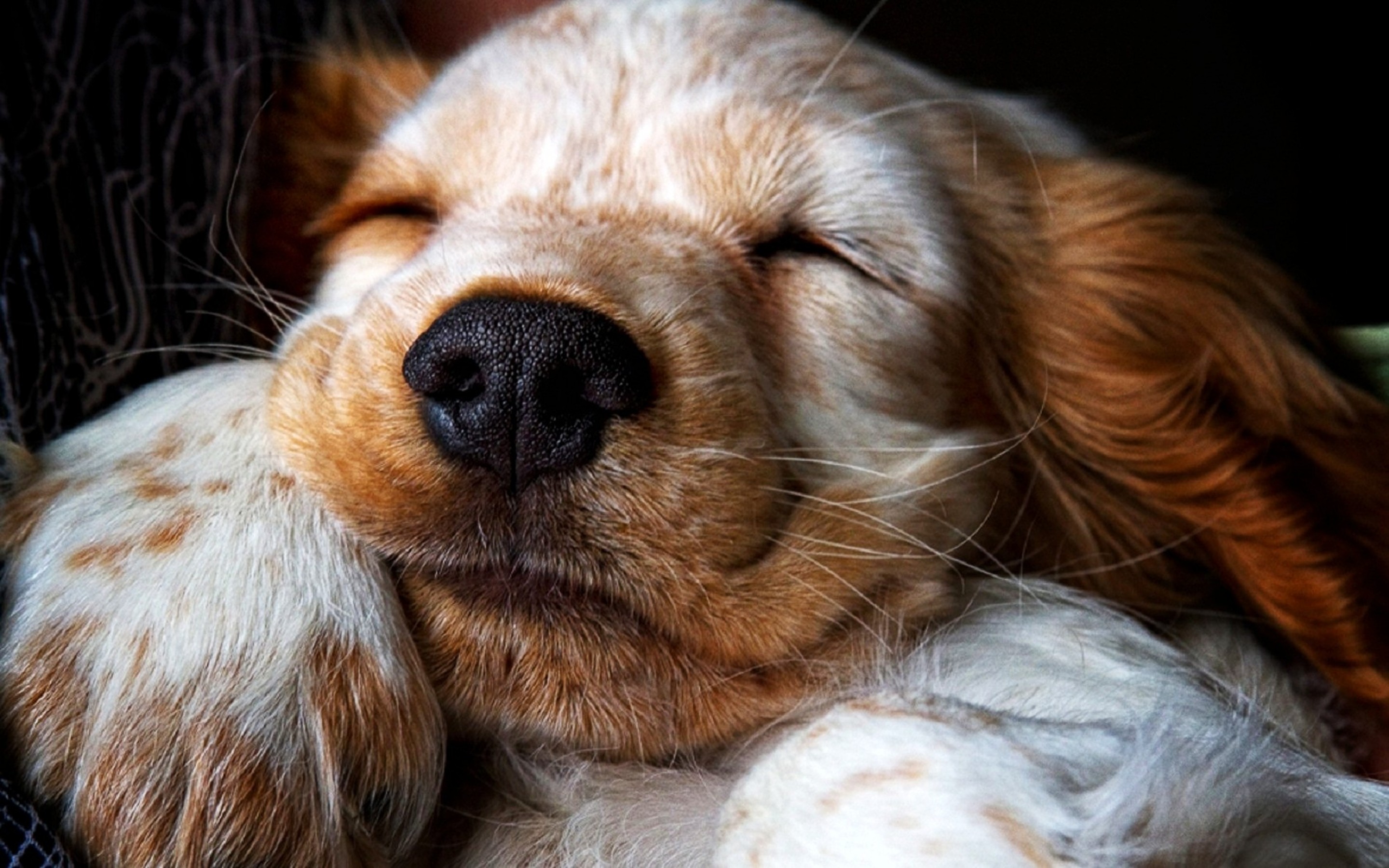 Close-up of a sleeping Cocker Spaniel puppy HD Wallpaper