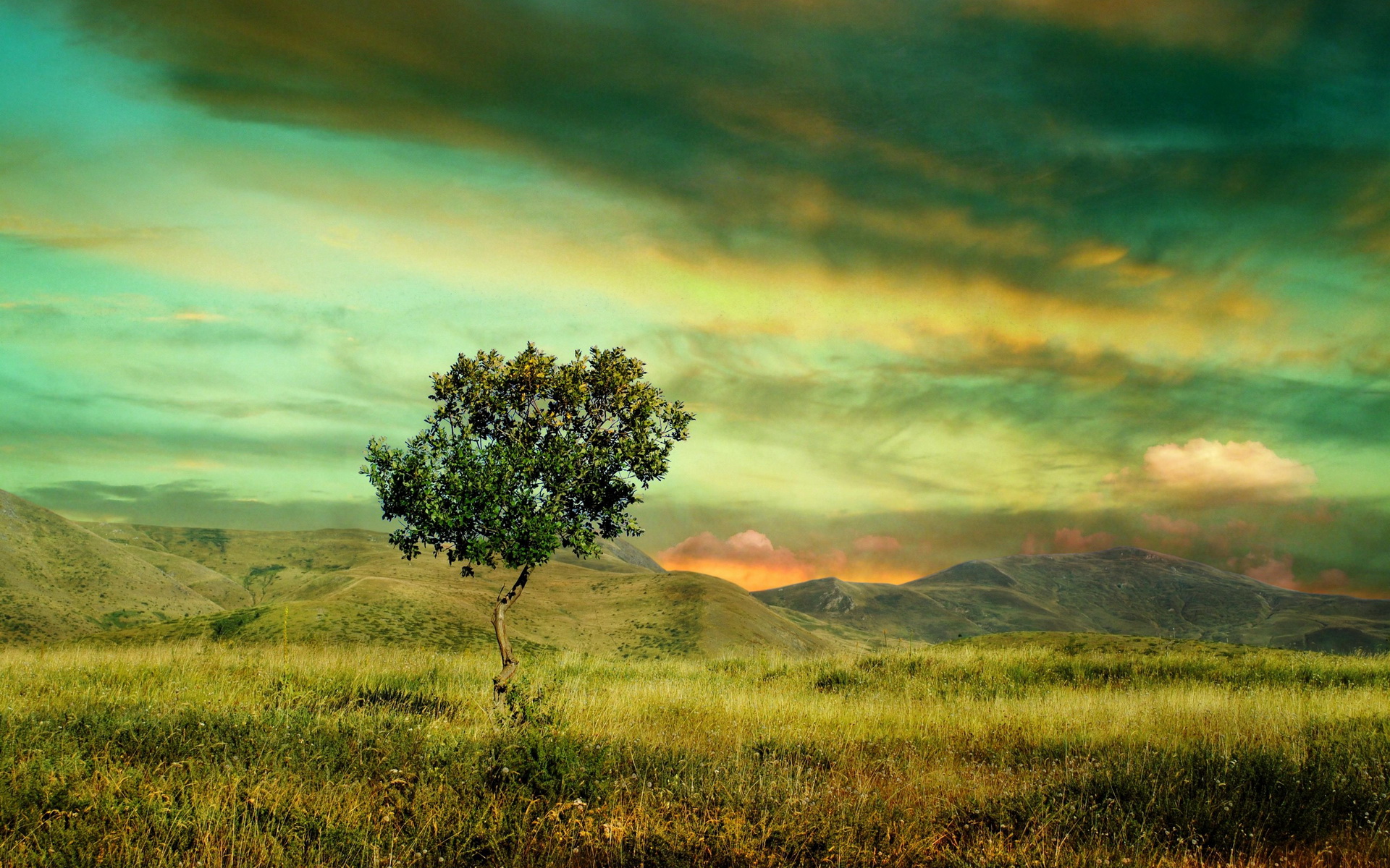 Tree in a grassy field with mountains and dramatic sky HD Wallpaper