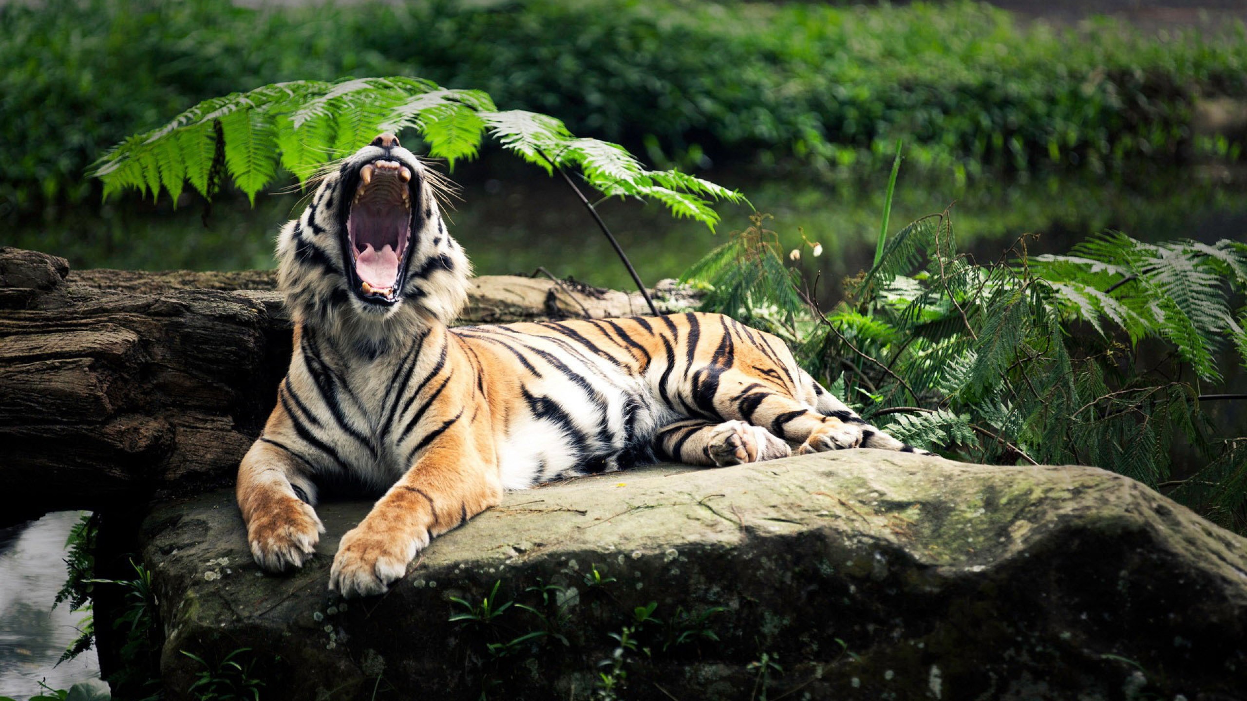 Tiger yawning on a rock HD Wallpaper