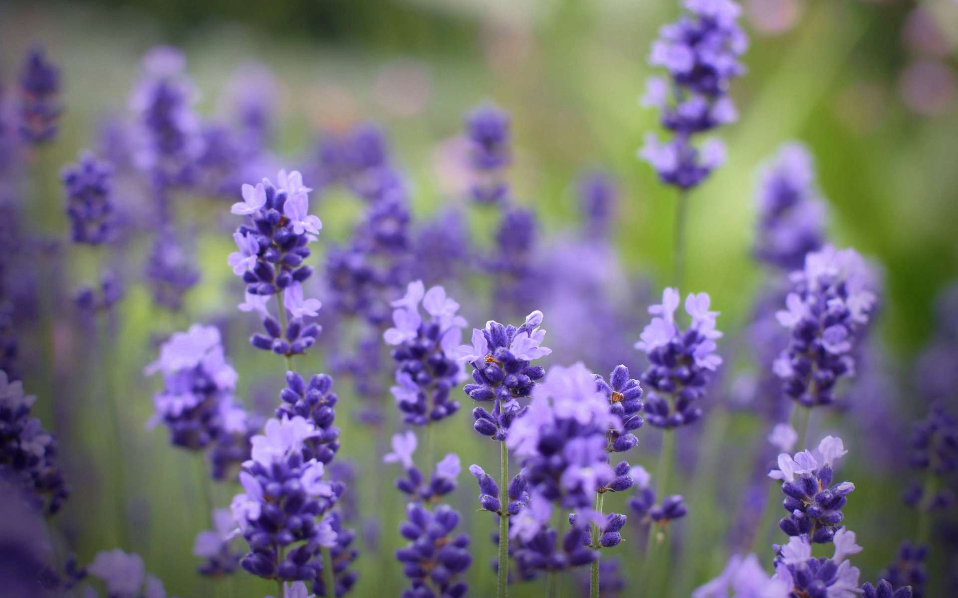 Lavender flowers in a garden HD Wallpaper