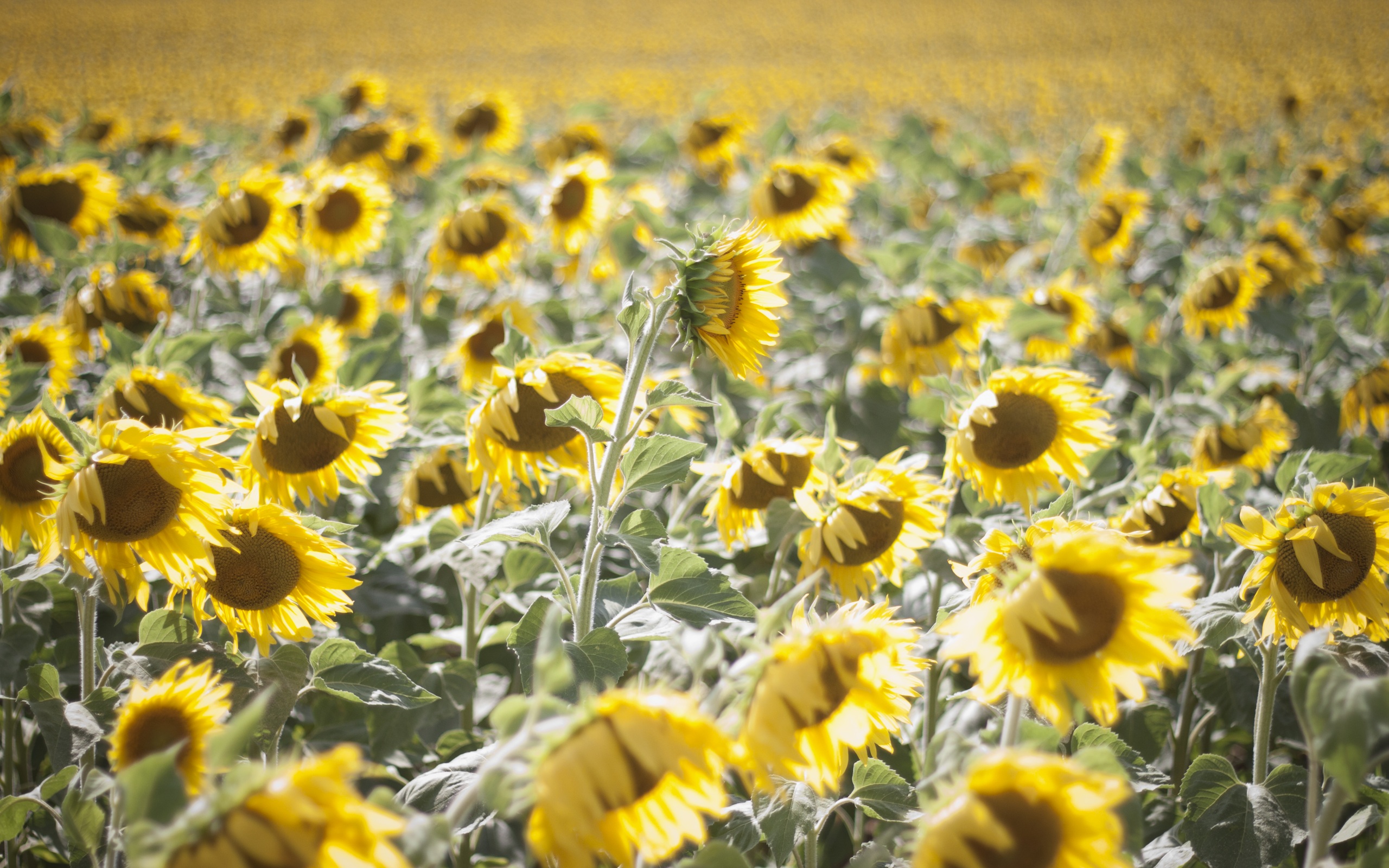 Field of Sunflowers in France HD Wallpaper