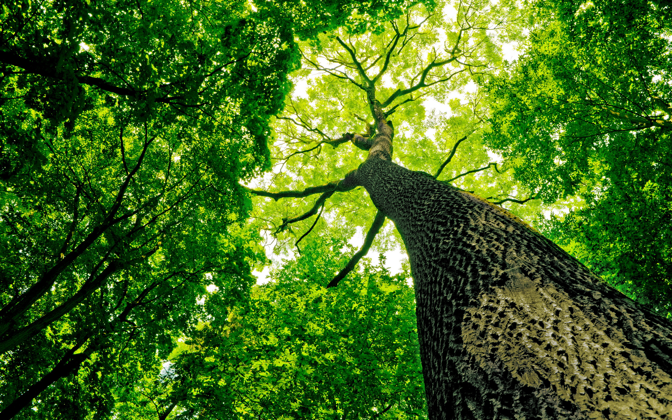 Looking up at a large tree in a forest HD Wallpaper