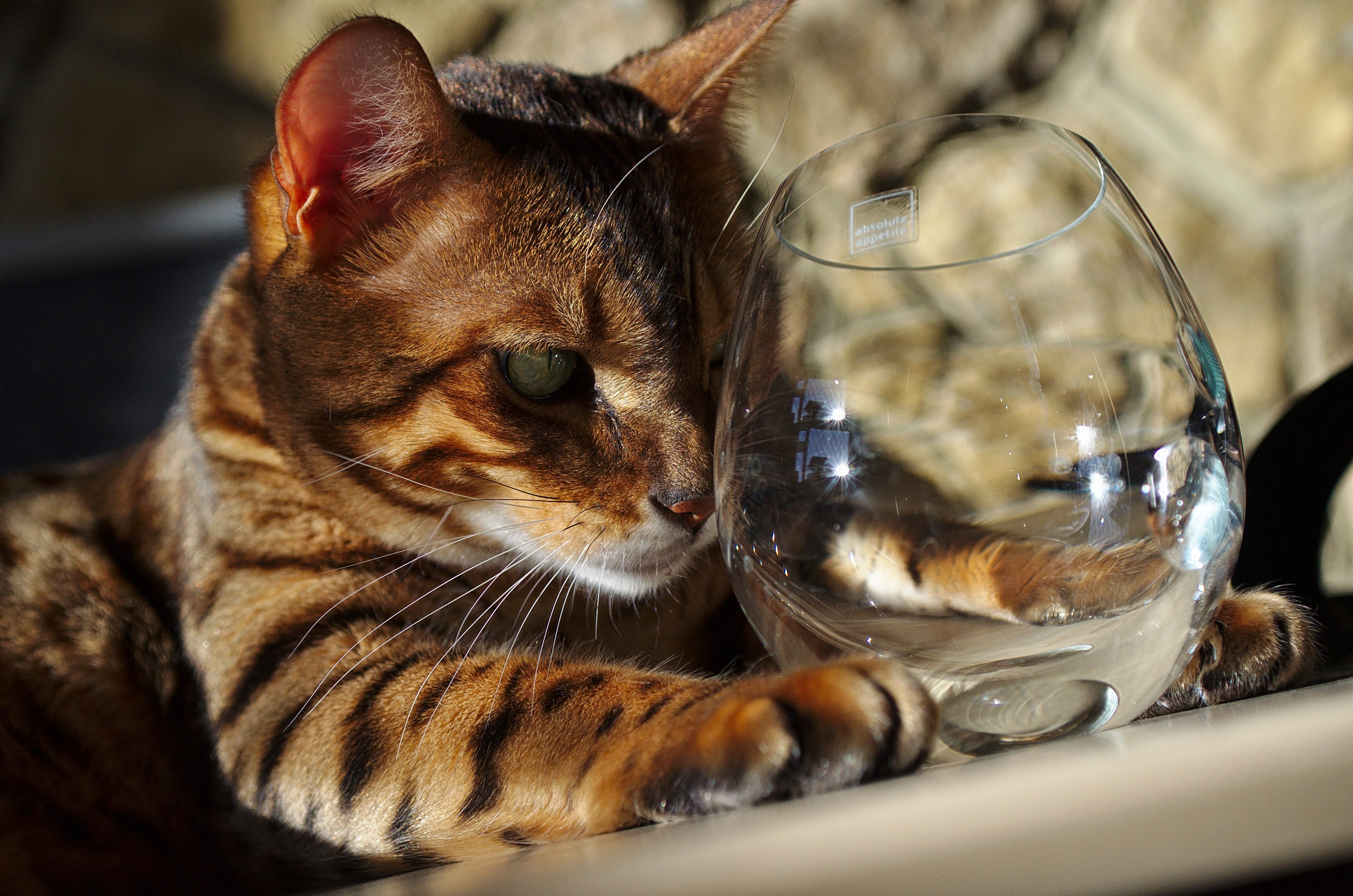Bengal cat with a glass of water HD Wallpaper