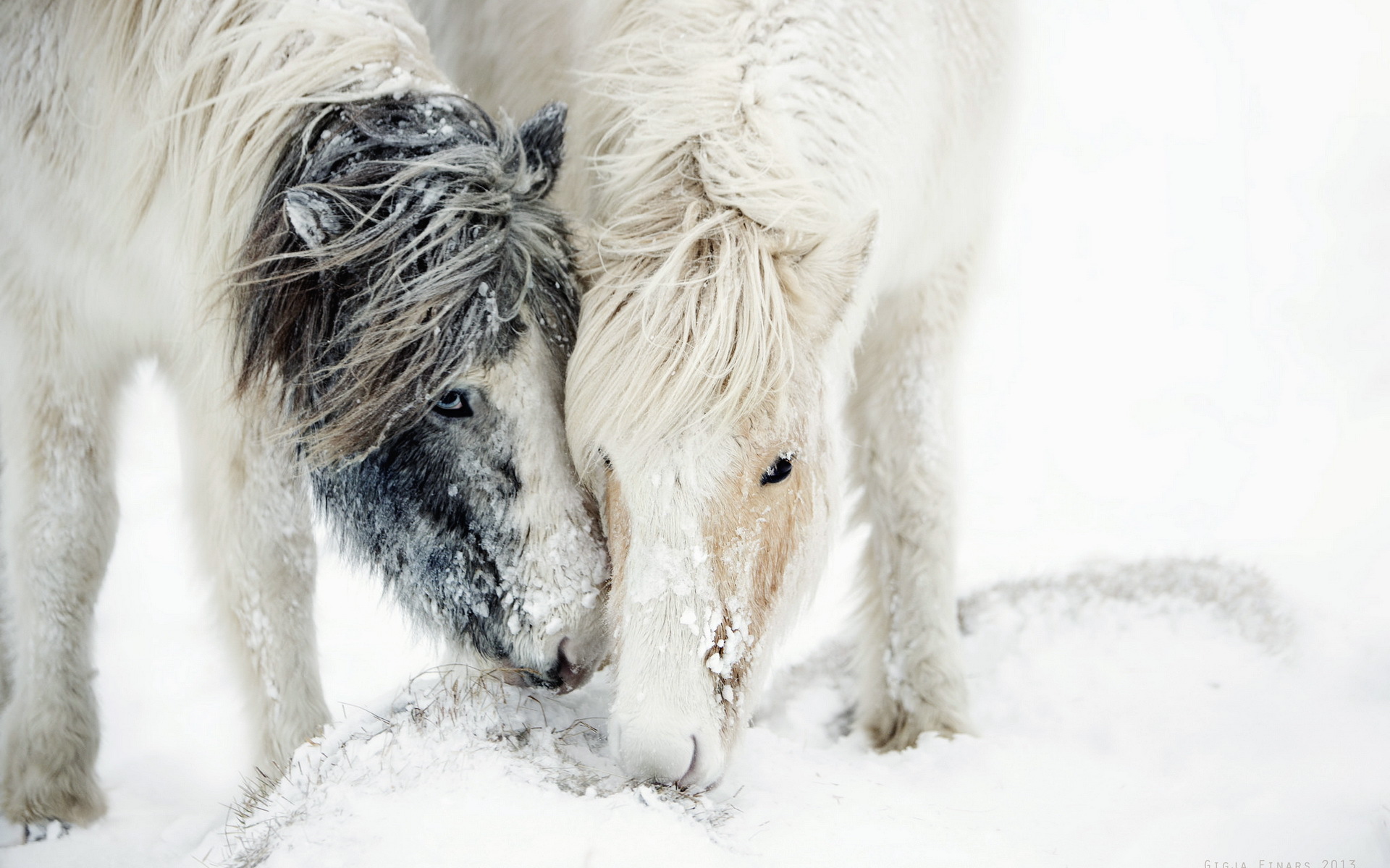 Two horses in the snow HD Wallpaper