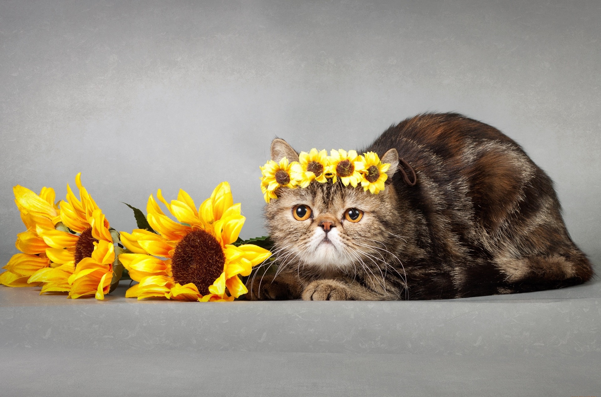 Exotic Shorthair cat with sunflowers HD Wallpaper