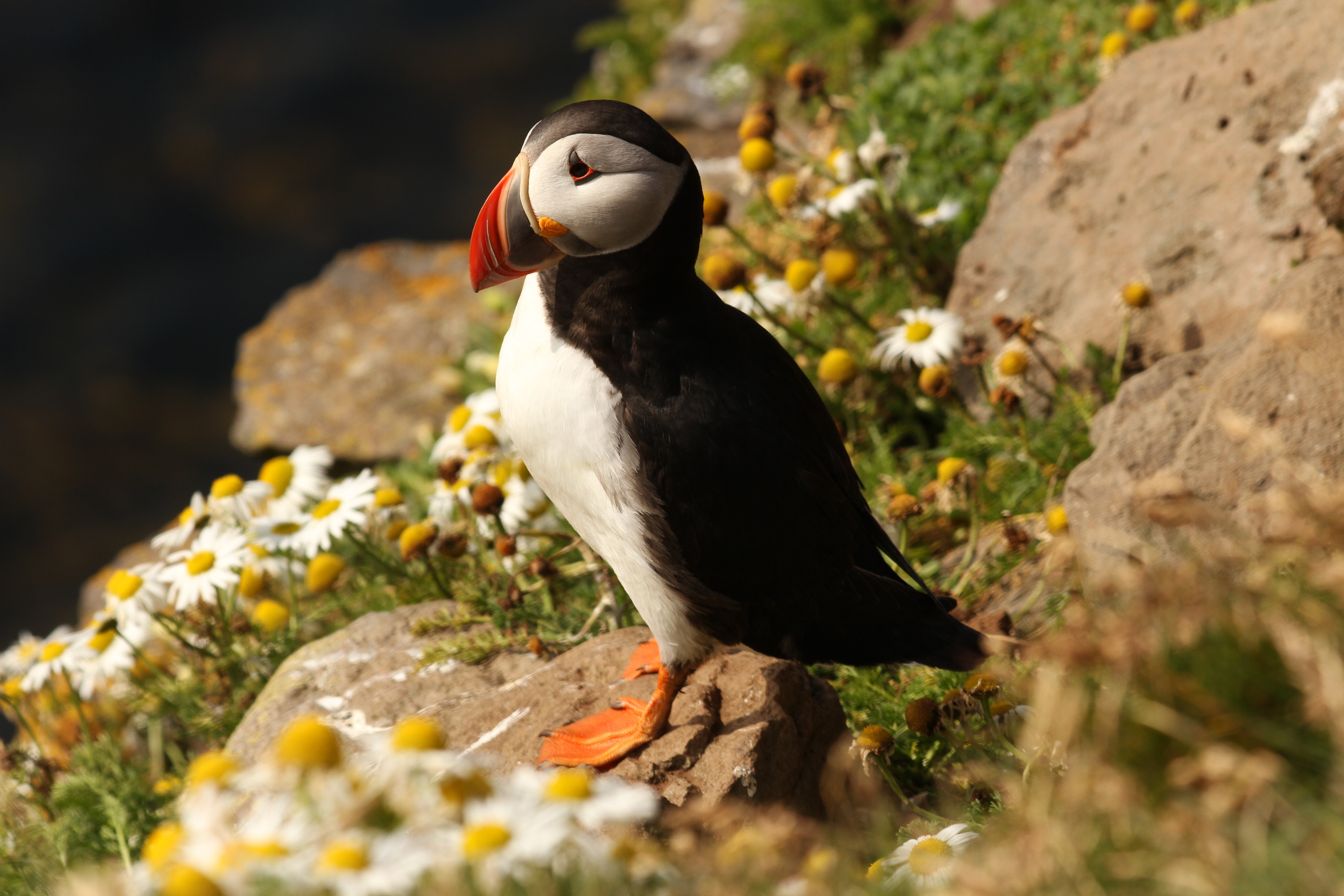 Puffin bird on a rocky cliff with flowers HD Wallpaper
