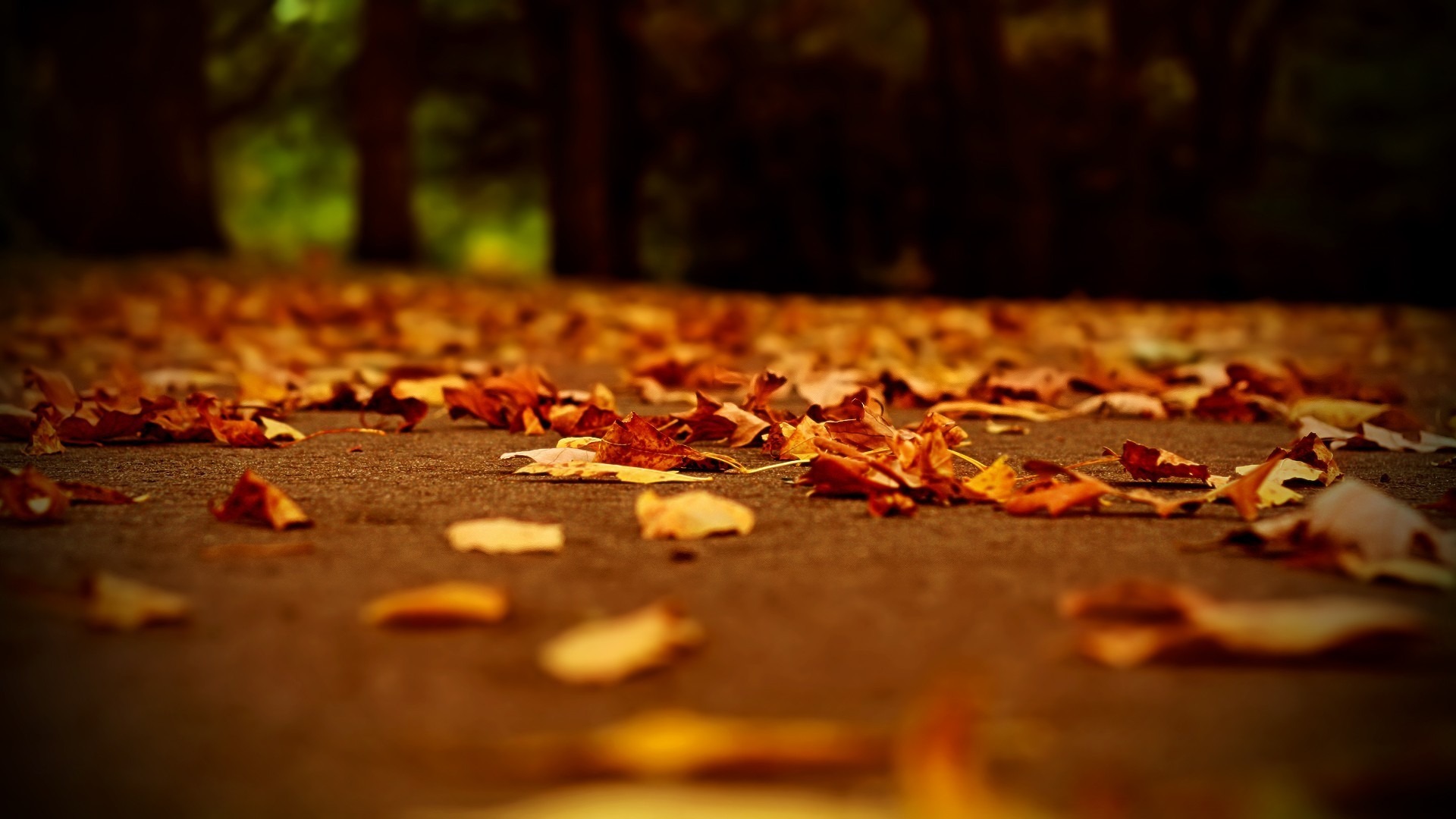 Autumn leaves on a path HD Wallpaper