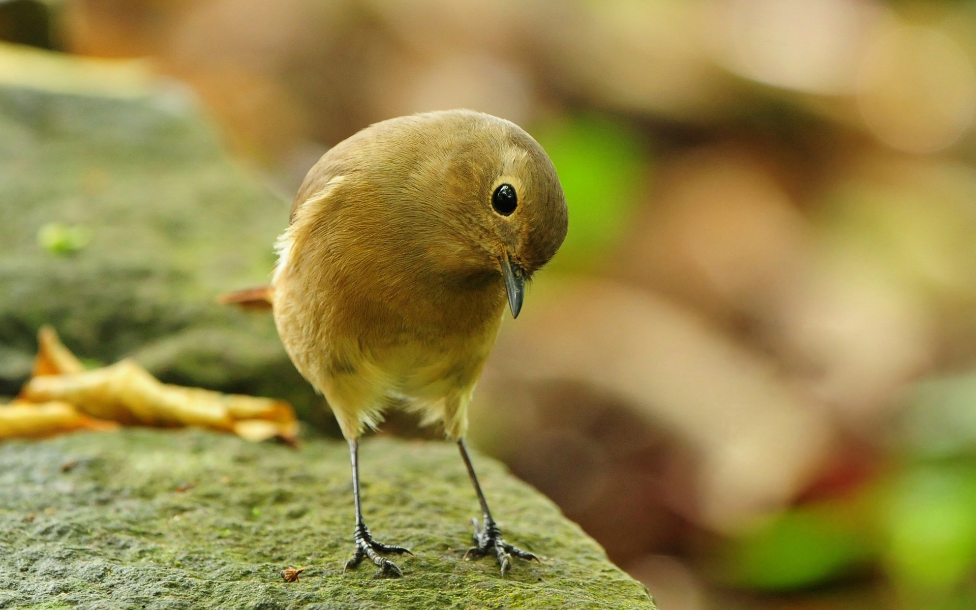 A small brown bird stands on a rock HD Wallpaper