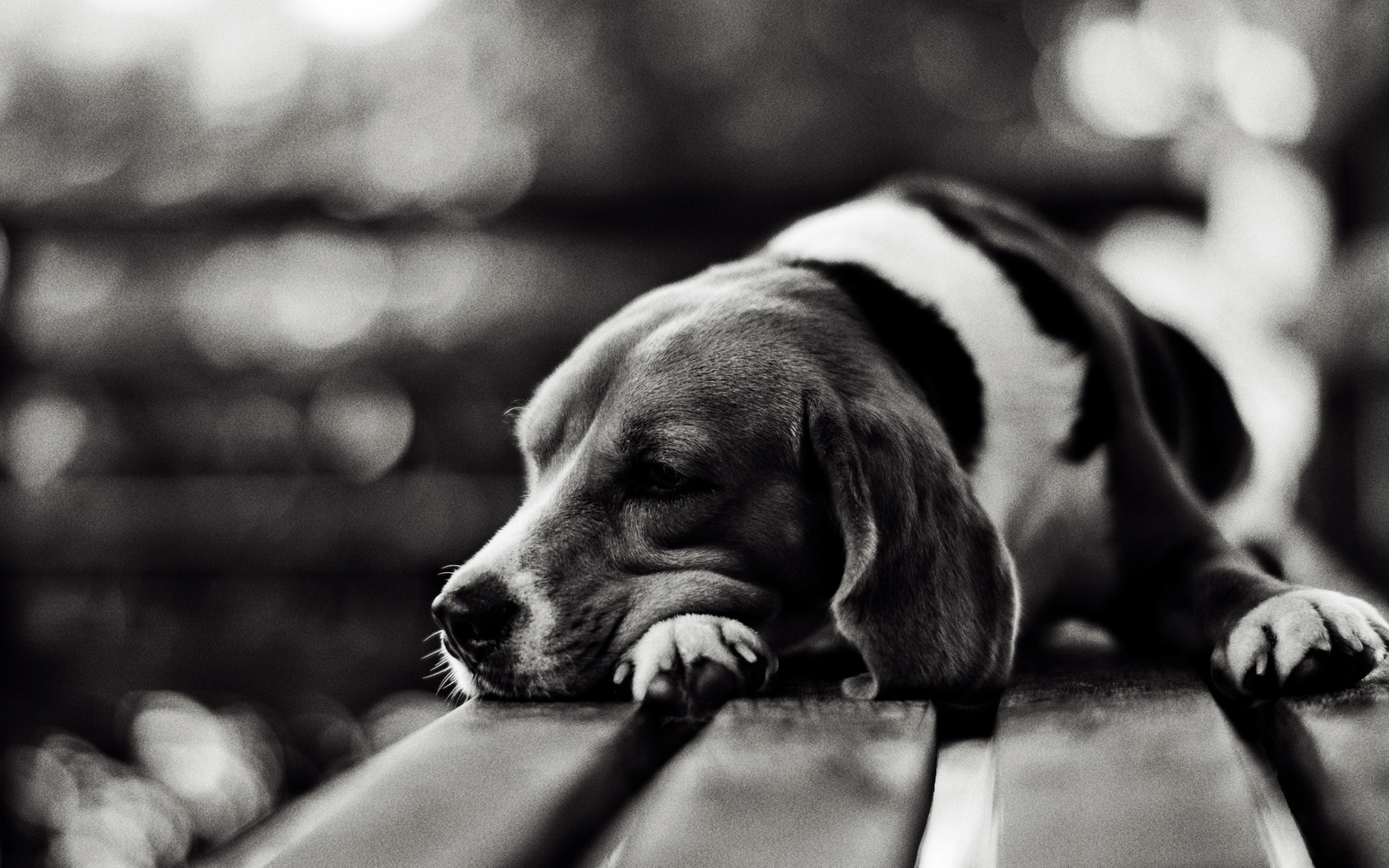 Beagle dog resting on a wooden bench HD Wallpaper