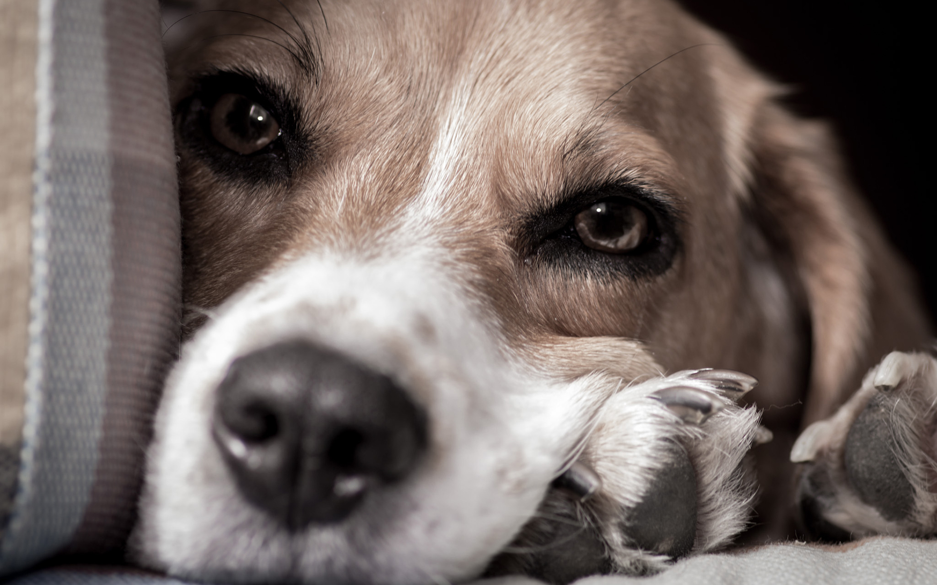 Close-up of a Beagle dog's face HD Wallpaper