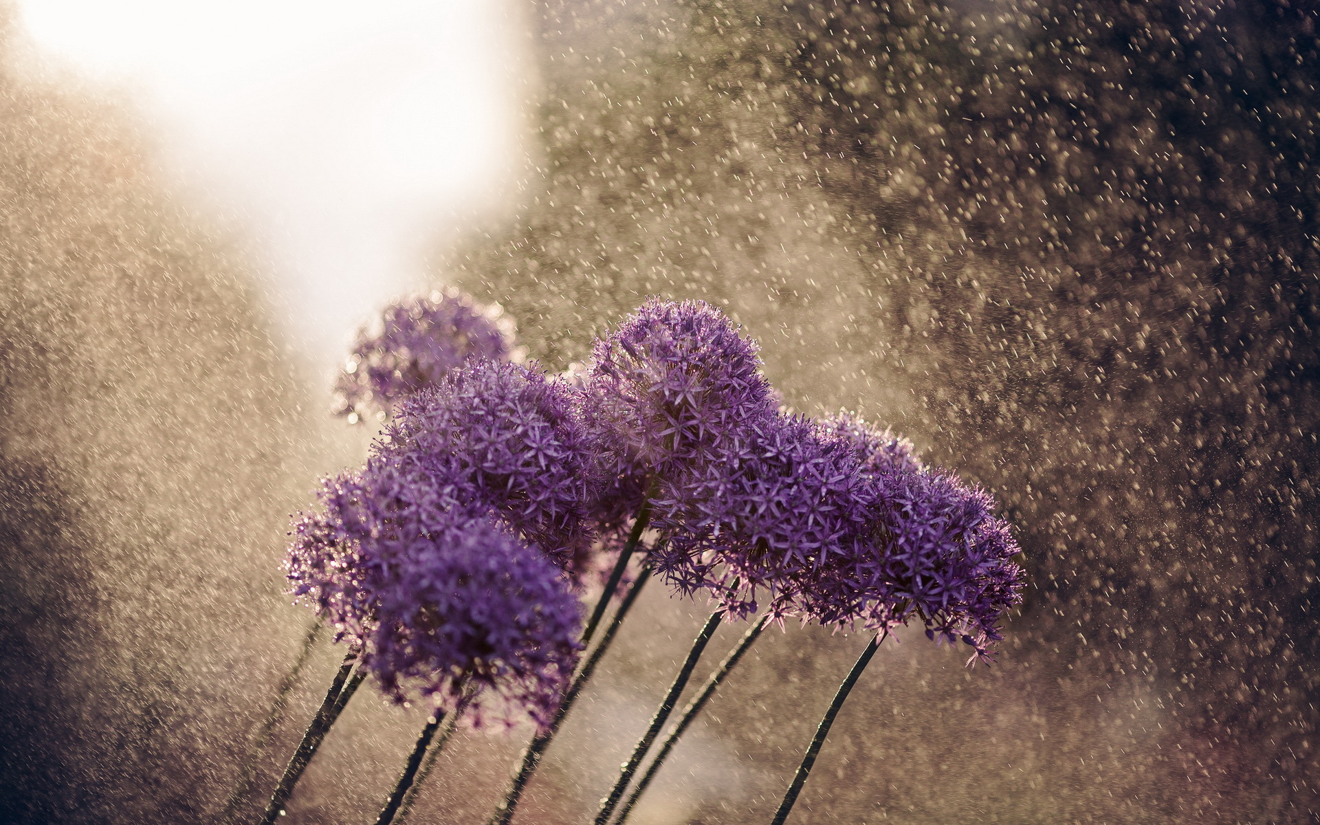 Purple Allium flowers in water droplets HD Wallpaper